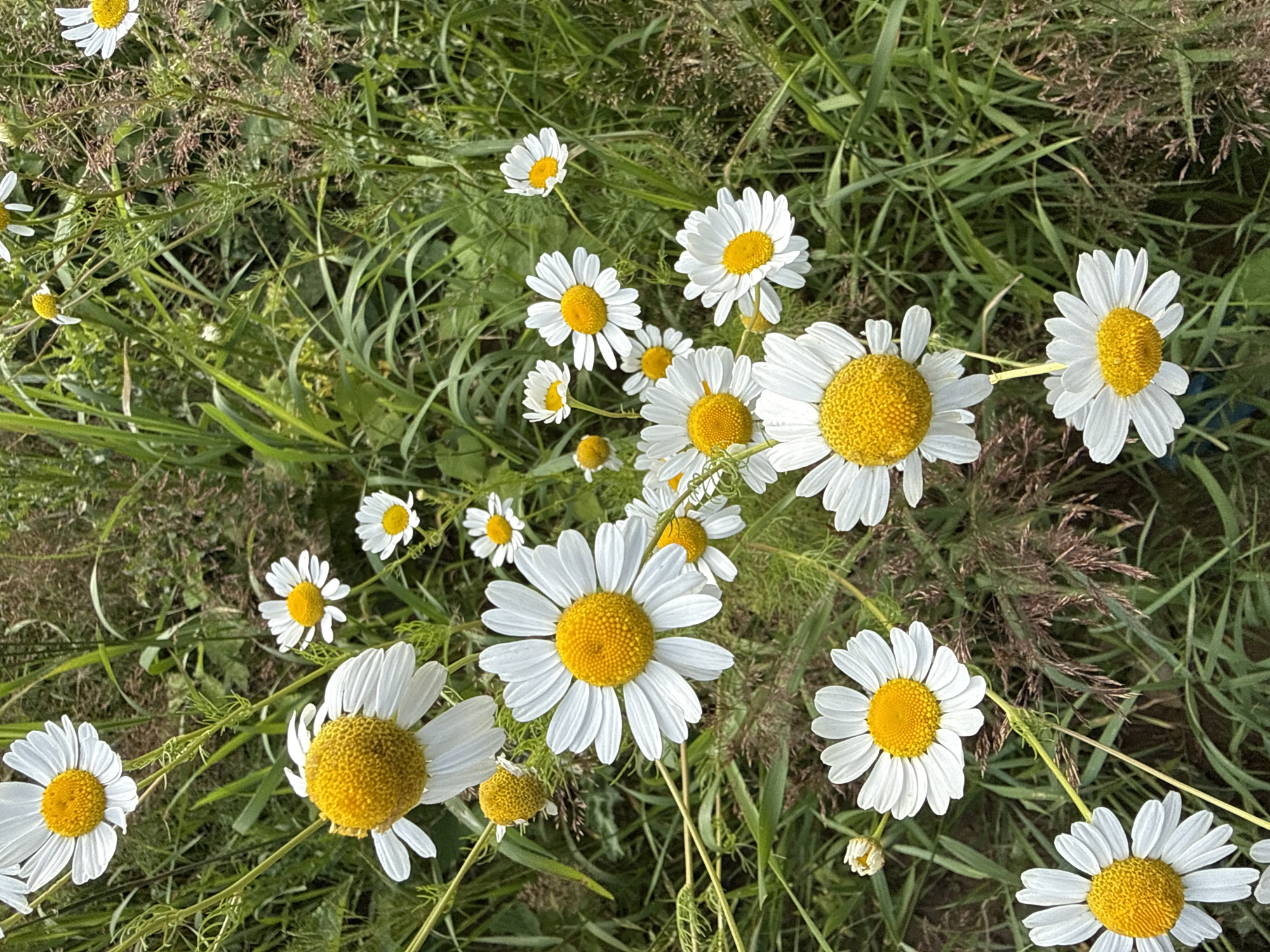 The image depicts a close-up, eye-level view of a patch of wild daisies growing in a grassy area. The daisies are predominantly white with bright yellow centers, and they vary in size and fullness, with some in full bloom and others as buds. The background consists of lush green grass and some dried stalks of plants, suggesting a natural, outdoor setting. The lighting appears to be natural daylight, casting soft shadows. The focus is sharp on the daisies, with the background slightly blurred, emphasizing the flowers. The scene is static, showing the flowers in their natural state without any human presence or activity. This photograph was taken in the vicinity of Kołczewo, Poland.