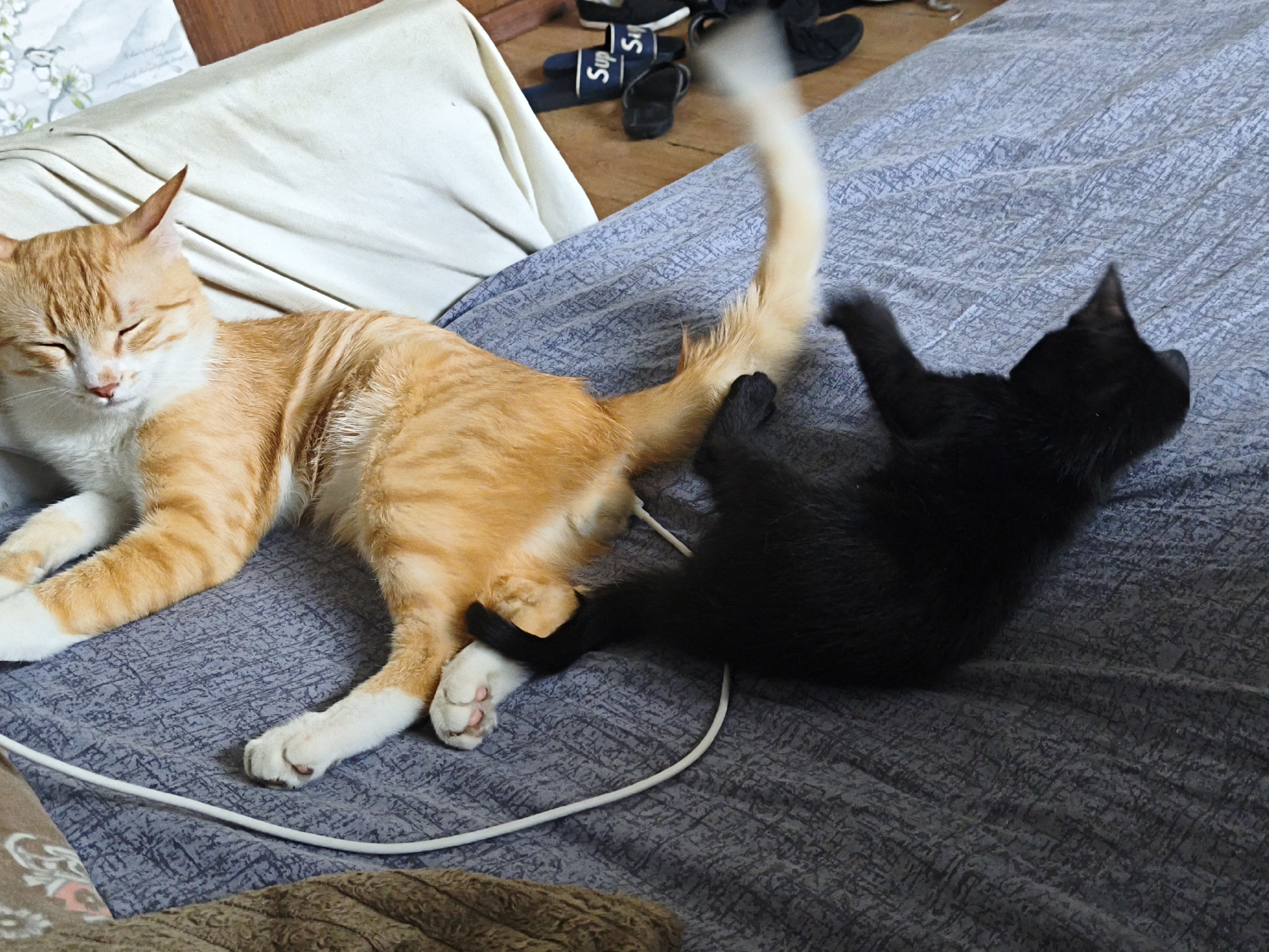 In an indoor setting, likely a bedroom, two cats are the primary subjects. An orange tabby cat with white paws is lying down with its eyes closed, appearing relaxed. To its right, a black kitten is playfully interacting with the tabby's tail. The cats are on a textured gray blanket, which covers a bed. A white cable runs across the blanket. In the background, on a wooden floor, a pair of dark blue flip-flops with white lettering and black sneakers are visible. The presence of a bed and personal belongings suggests a domestic environment. The image does not contain information that would allow for its specific location within Chișinău, Moldova.