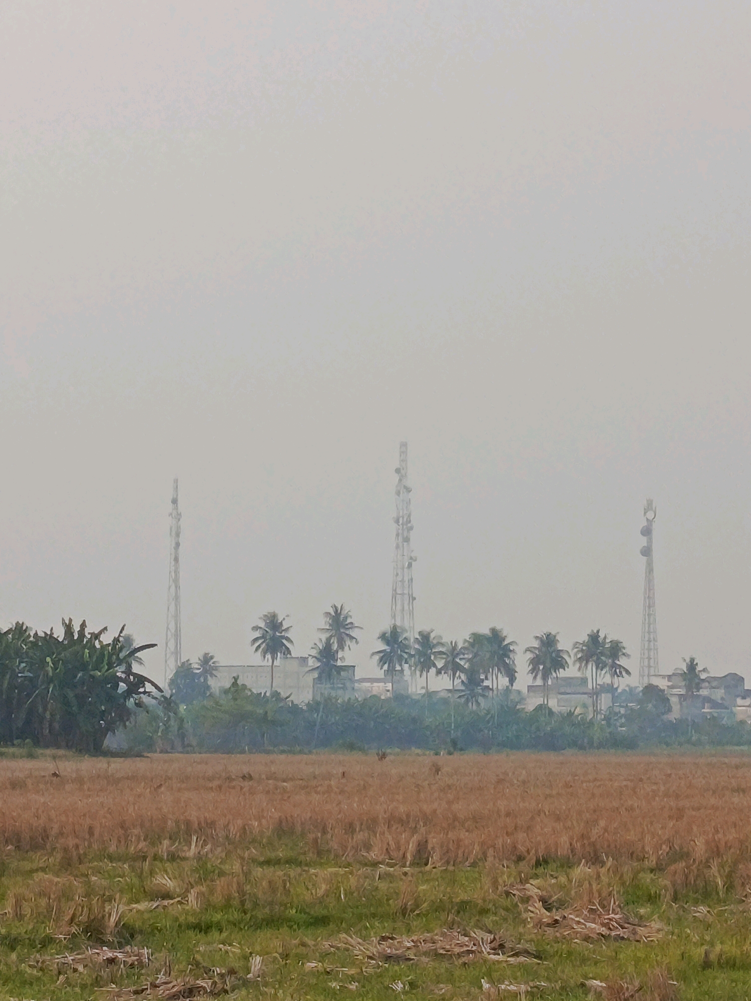The image depicts a hazy, outdoor scene with a field in the foreground and a line of trees, buildings, and cell towers in the background. The field appears to be recently harvested, with dry, golden stalks of grain covering most of the area, interspersed with patches of green grass. In the middle ground, a dense line of vegetation, including banana trees and palm trees, separates the field from what appears to be a collection of buildings and communication towers. Three prominent cell towers are visible, with one on the far left, another in the center, and a third on the right. The buildings in the background are low-rise and appear somewhat indistinct due to the haze. The sky is overcast and a uniform light gray. The overall impression is one of a rural or semi-rural setting in an area with significant infrastructure. The location is identified as Megang Sakti II, Indonesia. There are no people or animals visible in the image.