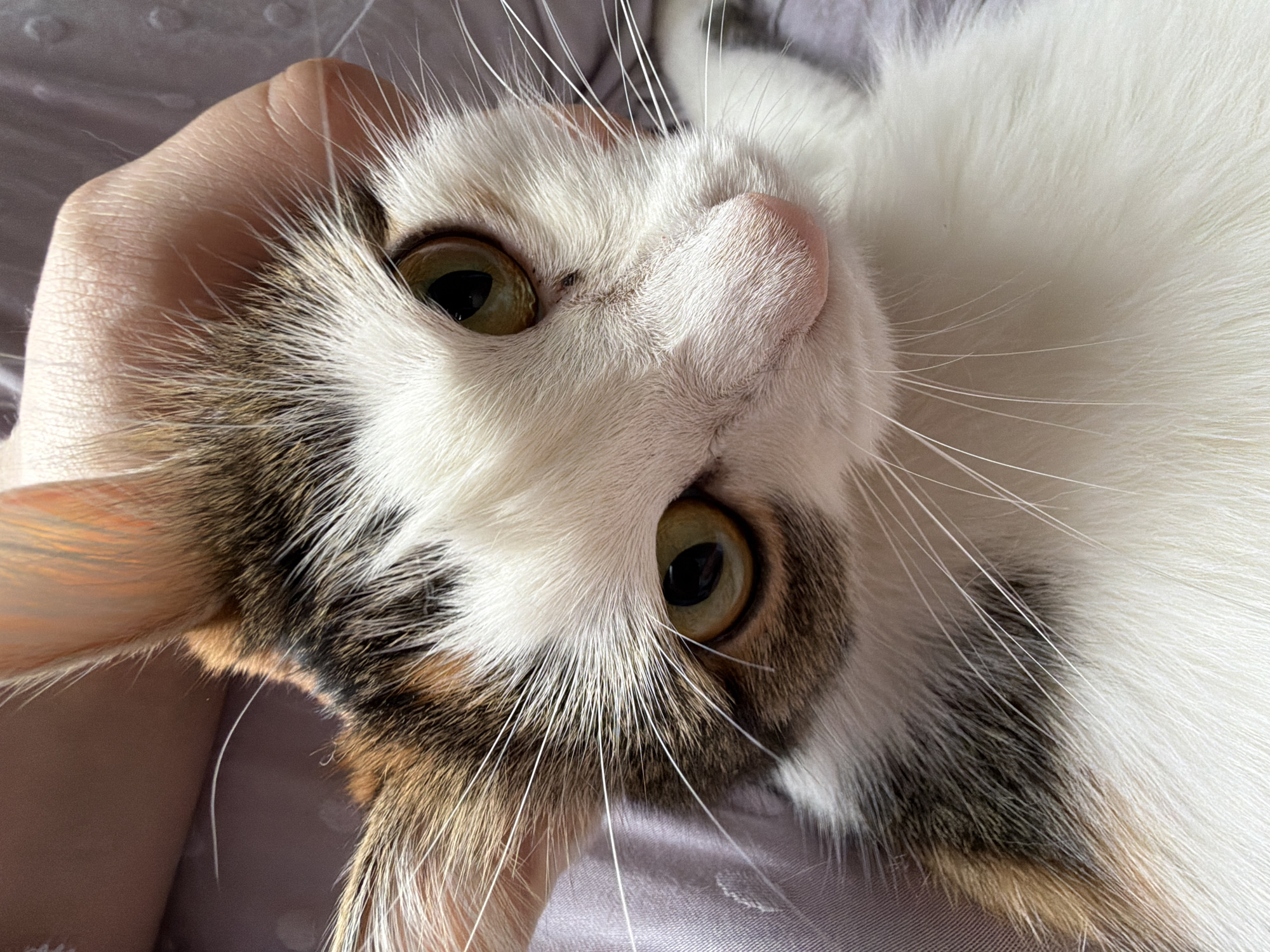 A close-up, eye-level shot shows a calico cat being petted by a person's hand. The cat's face is white with patches of brown and black fur, and its eyes are green with black pupils. The cat's pink nose is visible, as are its long white whiskers. The background is blurry and appears to be indoors, possibly a bedroom or living room, with a light-colored, textured surface. The image does not contain any information about the city of Колычёво, Russia.
