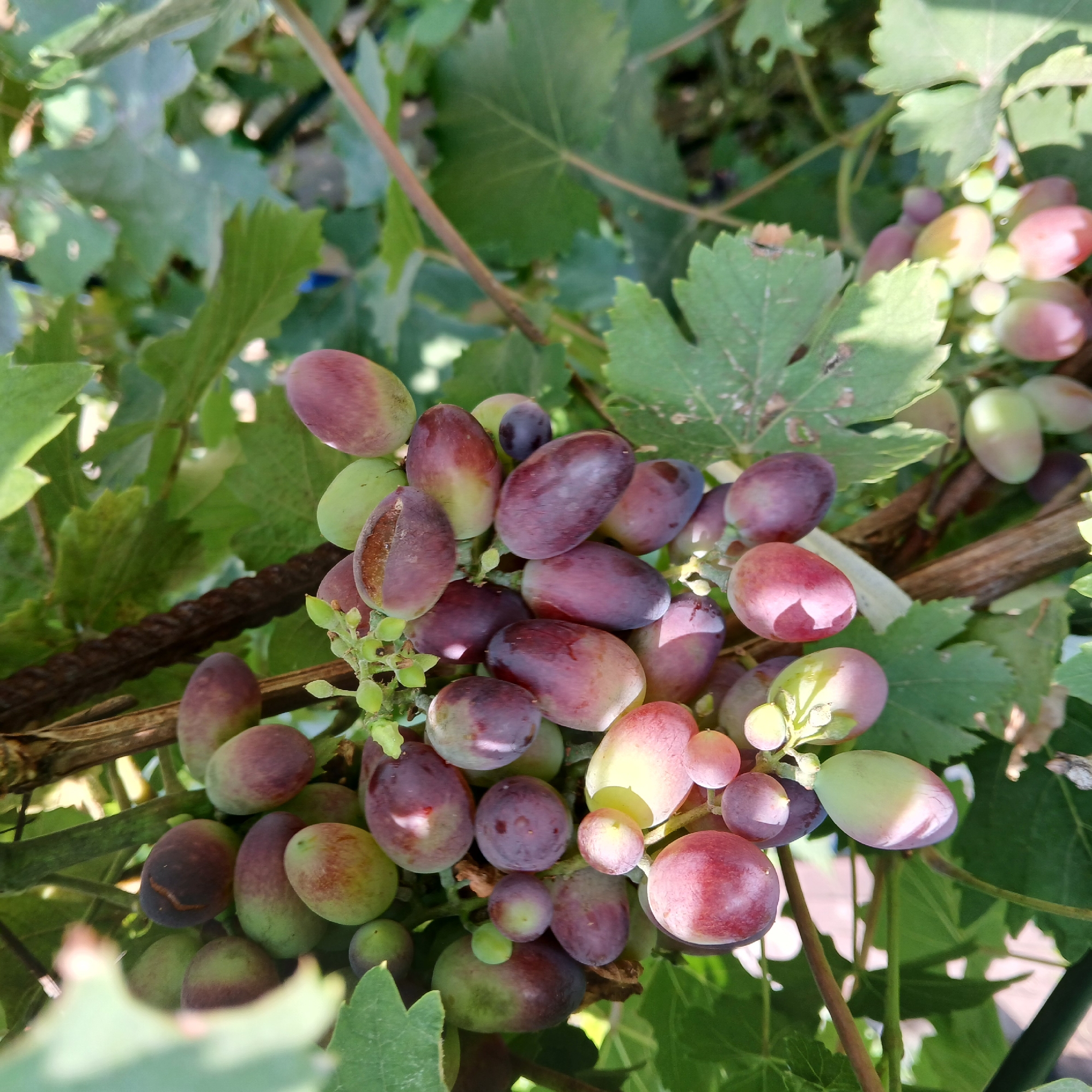 This is a close-up, eye-level shot of a cluster of grapes on a vine, with some leaves in the foreground and background. The grapes are oval-shaped and vary in color from green to light pink and deep purple, with some showing signs of ripening and slight damage. Sunlight illuminates the grapes, casting shadows and highlighting their textures. The environment appears to be outdoors, likely a vineyard or garden, with focus on the details of the fruit and foliage. There are no people or animals visible in the image.