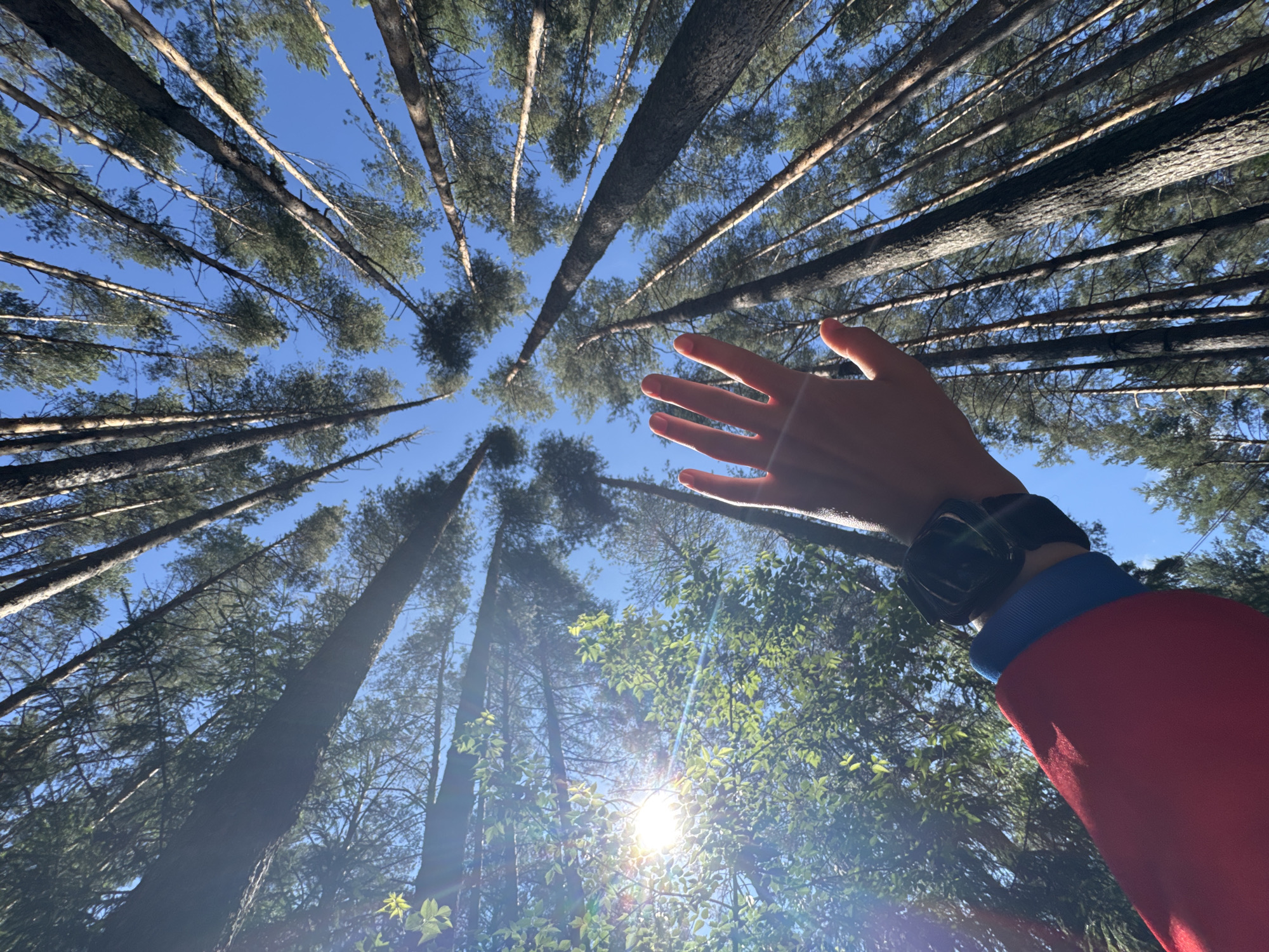 A low-angle shot looking up at tall pine trees against a clear blue sky, with a hand extended towards the sun. The hand is held up in the foreground, fingers spread, with a black watch on the wrist. The person is wearing a red jacket with blue trim. The sun is shining brightly through the leaves of the trees, creating lens flare and dappled light. The scene appears to be a forest, likely in or near Chaikovsky, Russia, given the context of the request. The overall impression is one of nature and a moment of connection with the outdoors.
