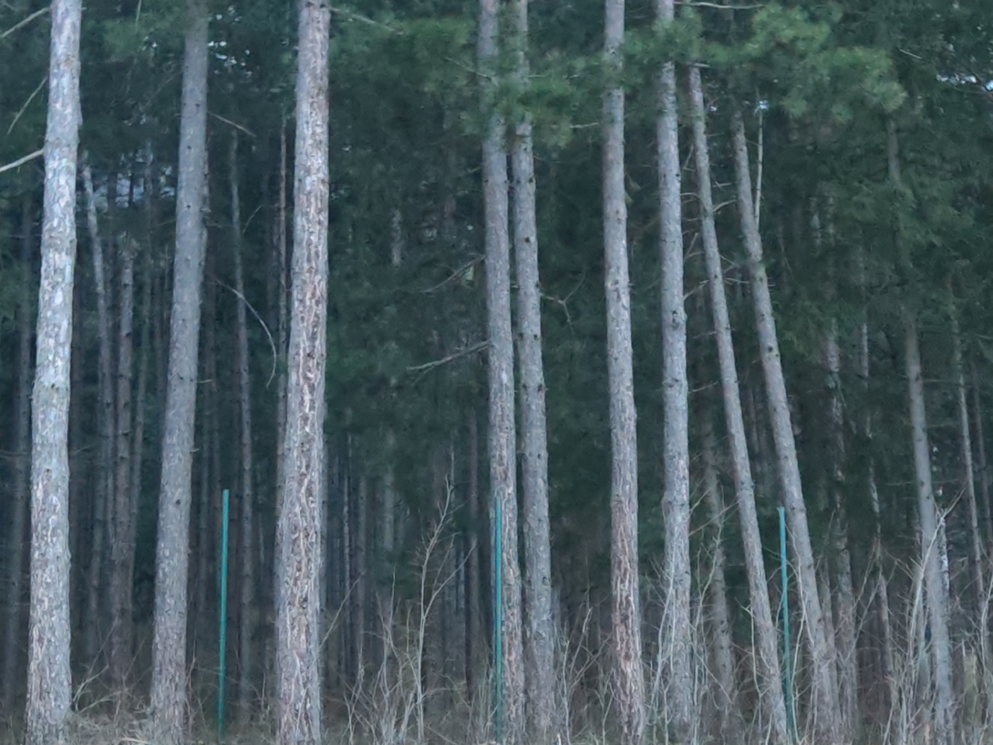 A dense forest of tall, slender trees with gray bark dominates the image. The trees are tightly packed together, creating a wall of vertical lines. Green foliage is visible at the top of the trees, suggesting coniferous species. Several thin, bare branches and dry vegetation are present at the base of the trees. Two thin, green poles are vertically placed near the base of two trees. The image lacks clear details about people, actions, or interactions, indicating a natural scene rather than a populated or active environment. There is no verifiable information about this image being taken at Vratsa, Bulgaria.