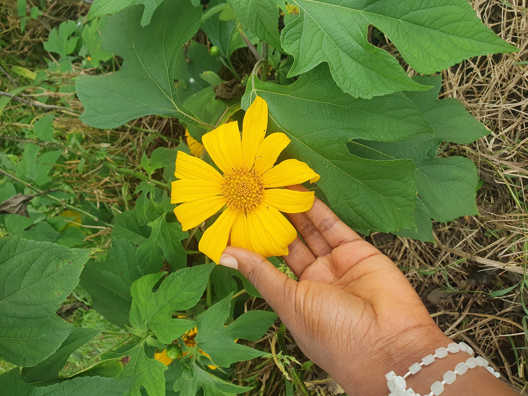 A hand with dark skin, wearing a white beaded bracelet, is gently touching a large, vibrant yellow flower with many petals. The flower has a complex center with smaller, tightly packed yellow structures. The flower is surrounded by lush green leaves of varying sizes and shapes, some with jagged edges. The background consists of dry grass and more greenery, suggesting an outdoor, possibly natural, environment. The image does not provide any specific visual cues that would indicate its location within Gura Top, Nigeria.