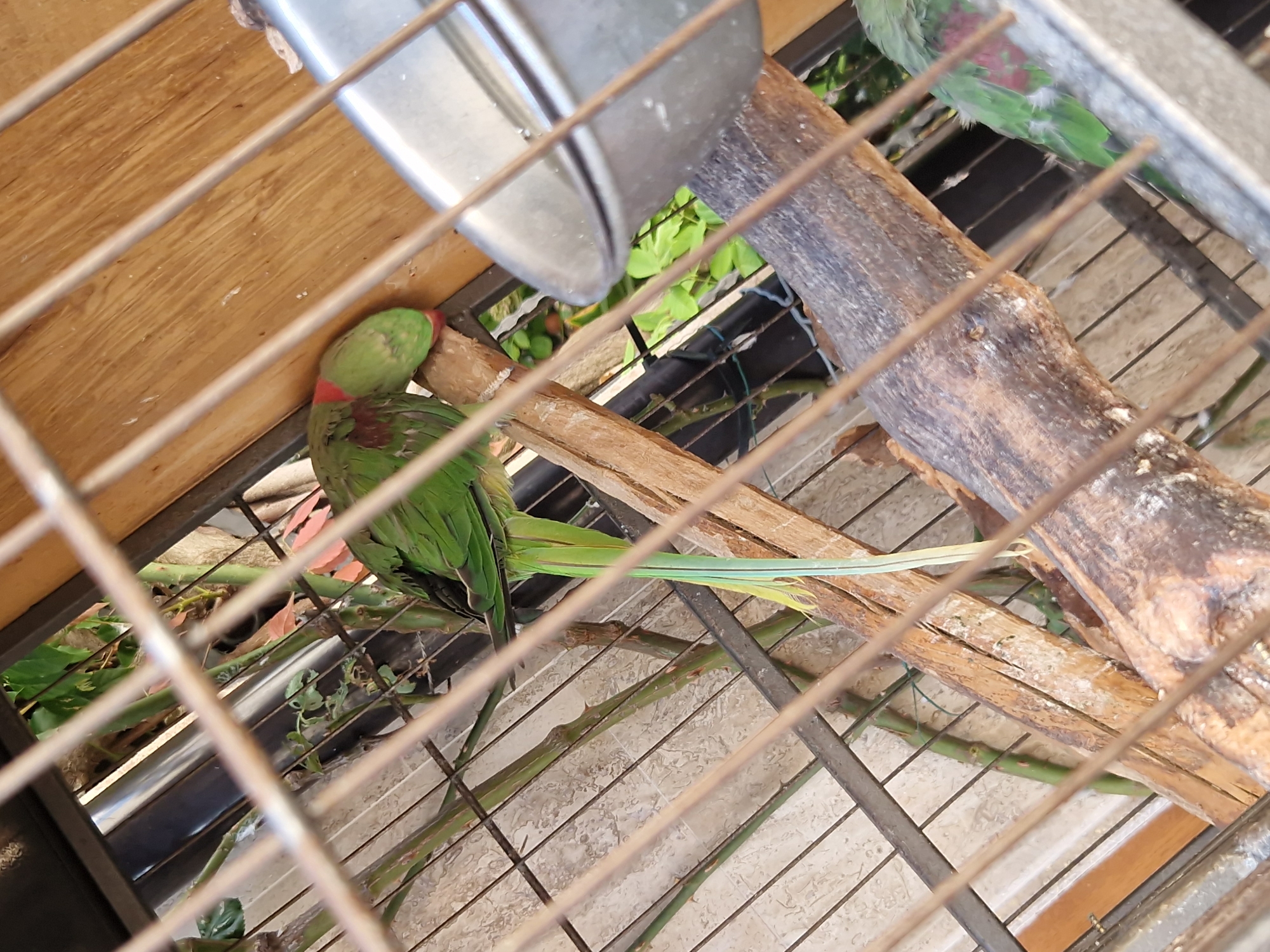 A green parrot with red markings on its neck and wings is perched on a wooden branch inside a cage. The parrot's head is tucked down, and its long tail feathers are visible. The cage has metal bars, and a metal food or water dish is attached to the side. The background shows some greenery and a wooden wall. The scene appears to be an outdoor aviary, possibly in a backyard or a park setting. This image was captured in Pomorie, Bulgaria.