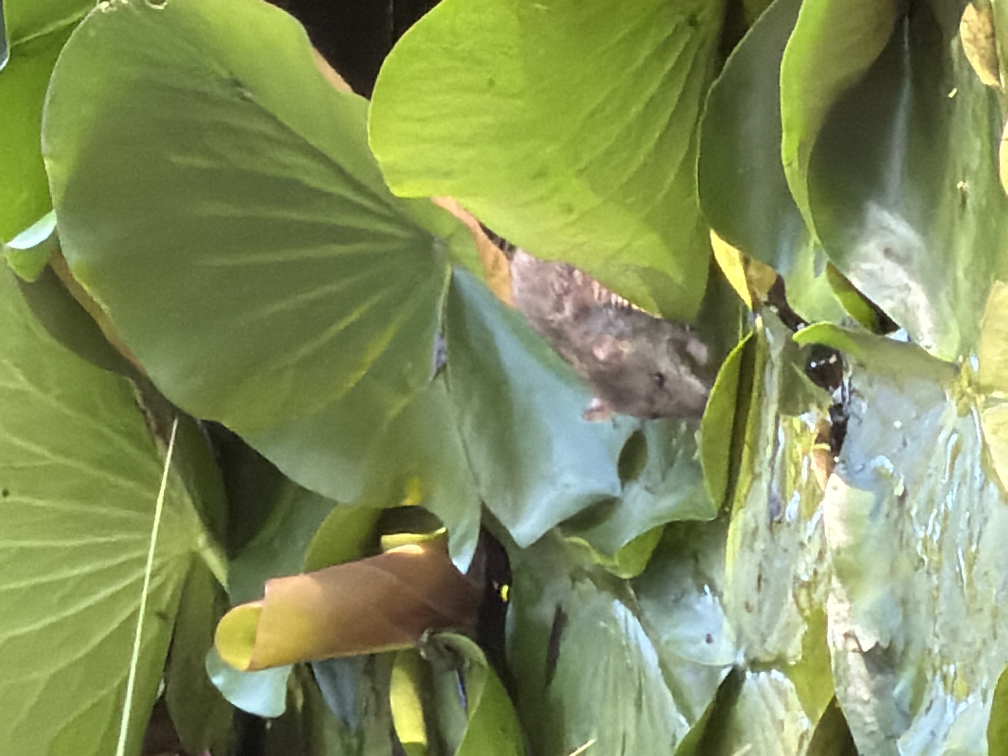 This media file shows a close-up view of lush green lily pads. The leaves are large and round, with visible veins. Some of the leaves are partially submerged in water, indicated by reflections and a wet appearance. Among the leaves, a small bird is partially visible, perched and blending into the foliage. The bird appears to be a dull brown color. The overall scene suggests an outdoor natural setting, likely a body of water with abundant aquatic vegetation. The lighting suggests it is daytime, possibly morning or afternoon, with sunlight filtering through the leaves, creating highlights and shadows. There is no visible text in the image. The location context of Sirius, Russia, places this scene in a natural environment within that region.