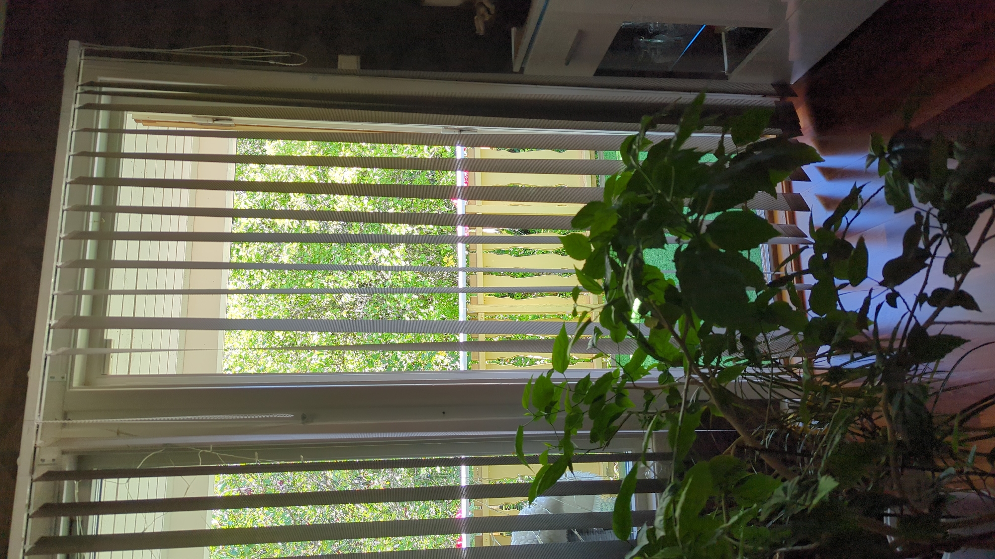 The image shows an indoor scene looking out through a glass door with vertical blinds. The door opens onto a balcony with a yellow railing and lush green foliage beyond. In the foreground, a large leafy plant partially obstructs the view of the door. To the right of the door, a white cabinet with drawers and a glass display section is visible. The floor appears to be dark wood. The scene is likely a residential interior in Kløfta, Norway, given the context.