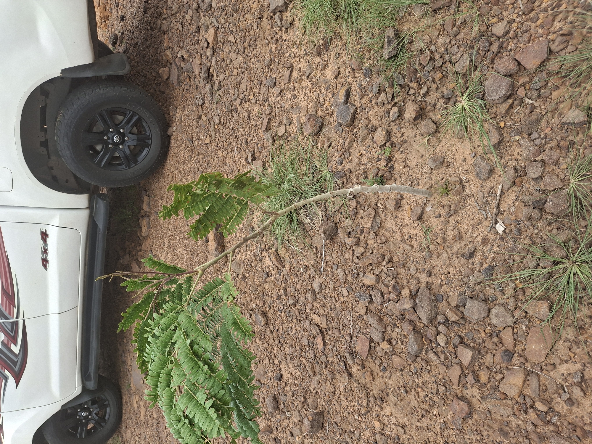 A white 4x4 pickup truck is parked on a dry, rocky ground with scattered patches of green grass. In the foreground, a small, young tree with feathery green leaves is planted in the ground. The truck has a red and silver graphic design on its side, and the "4x4" designation is visible. The environment appears arid, with reddish-brown soil and numerous small stones. No people are present in the image. The scene suggests a rural or undeveloped area, potentially in or near the city of Danaje, Nigeria, given the context of the query.