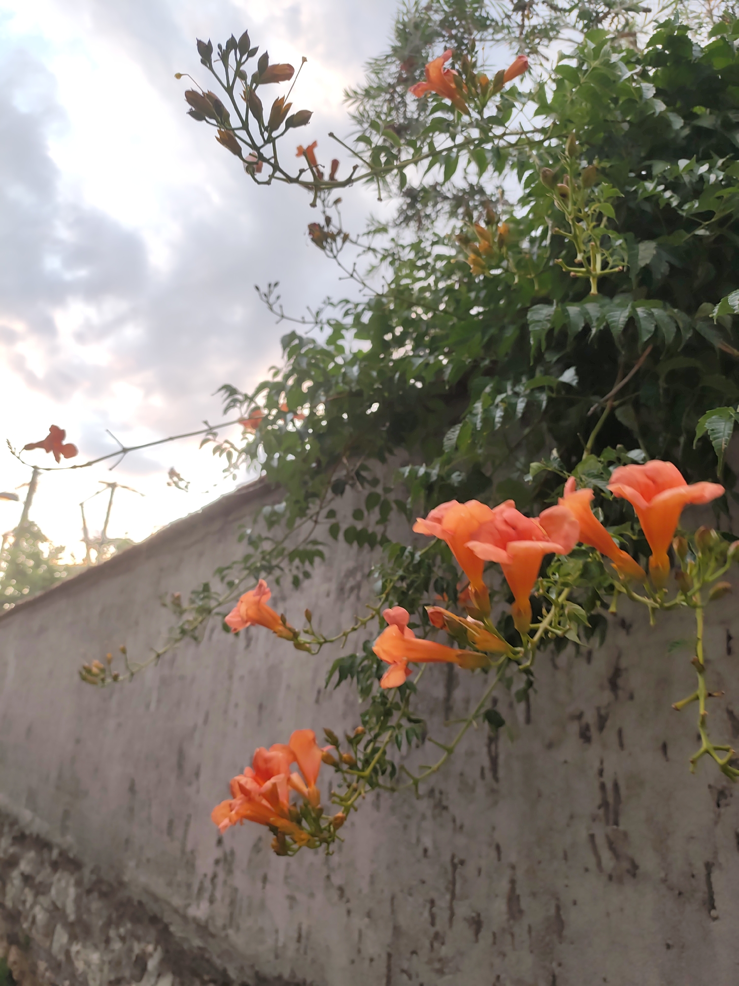 This image, likely taken in Podgorica, Montenegro, depicts an outdoor scene featuring a vine with vibrant orange trumpet-shaped flowers climbing over a weathered, textured concrete wall. The wall appears to be part of a building or boundary, with visible imperfections and a stone base along the bottom edge. The foliage of the vine is dense and green, contrasting with the delicate petals of the blossoms. The sky above is overcast with diffused light, suggesting either early morning or late afternoon. A few spindly, bare branches with undeveloped flower buds are also visible against the sky. The focus is on the flowers and the wall, with the background showing hints of out-of-focus greenery and the sky. There are no people or animals present in the frame.