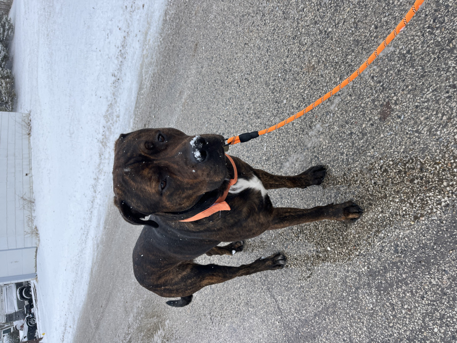 A brindle dog with an orange collar and leash stands on an asphalt surface speckled with snow. The dog is facing the camera, with a small amount of snow visible on its nose. The background includes a building with a snowy ground cover and some parked vehicles. The weather appears cold, and the dog is the central focus of the image.