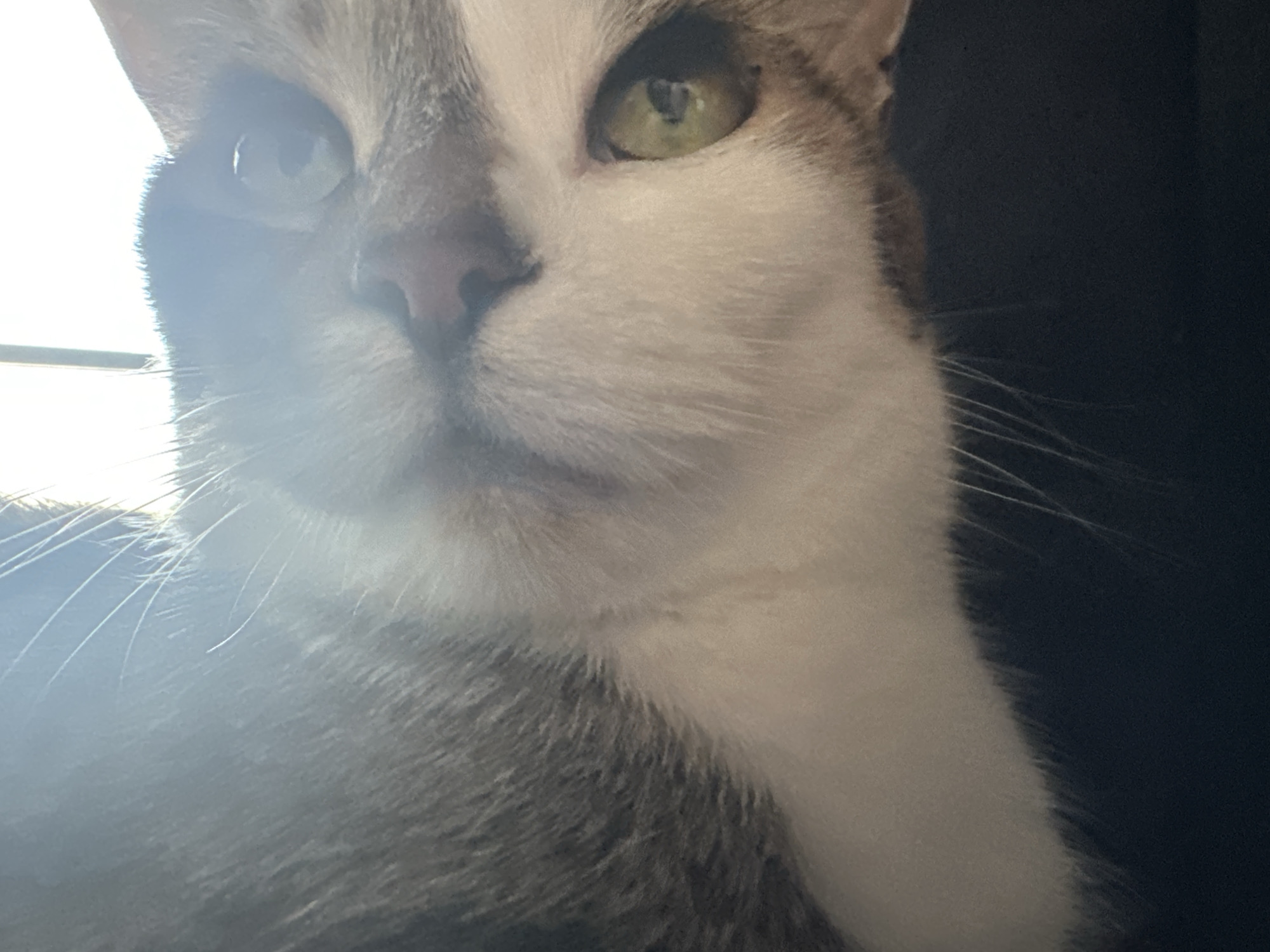 A close-up, head-on shot shows a domestic cat with gray and white fur. The cat's left eye is visible, appearing as a pale blue-green. Its right eye is slightly obscured by glare. The cat's nose is pink, and its whiskers are long and white. The background is dark, with a bright light source to the left of the frame. The image is likely a photograph taken indoors.