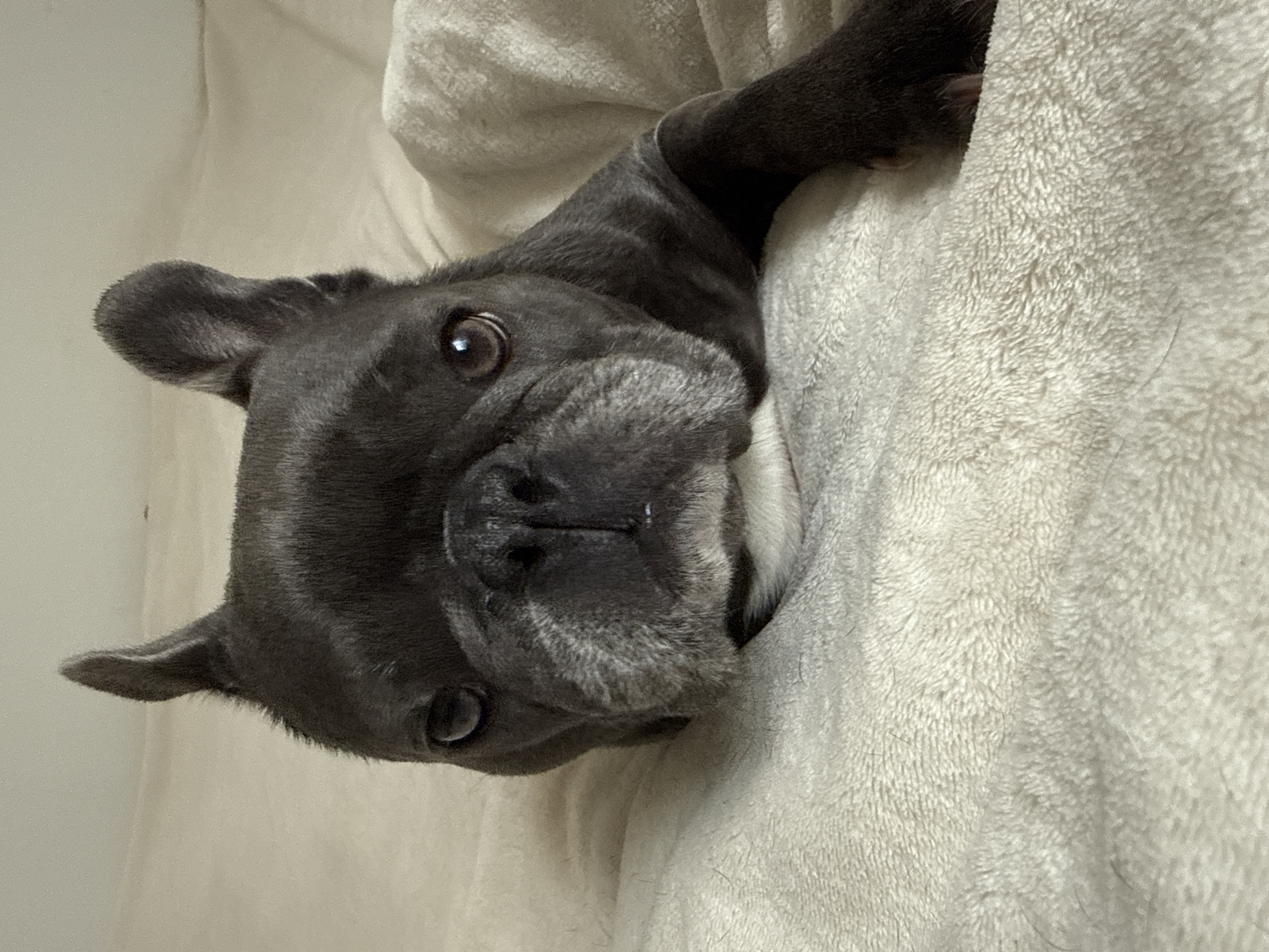 A close-up, eye-level shot focuses on the face of a dark grey French bulldog lying on a soft, cream-colored blanket. The dog's head is slightly tilted, and its large, expressive brown eyes are looking directly at the camera. The dog's ears are erect and pointed. The blanket appears to be textured and possibly made of fleece or a similar soft material. The lighting is soft and diffused, suggesting an indoor setting. There are no other discernible objects or people in the frame. The background is out of focus and consists of more of the cream-colored blanket. The location is not specified in Bad Sachsa, Germany.