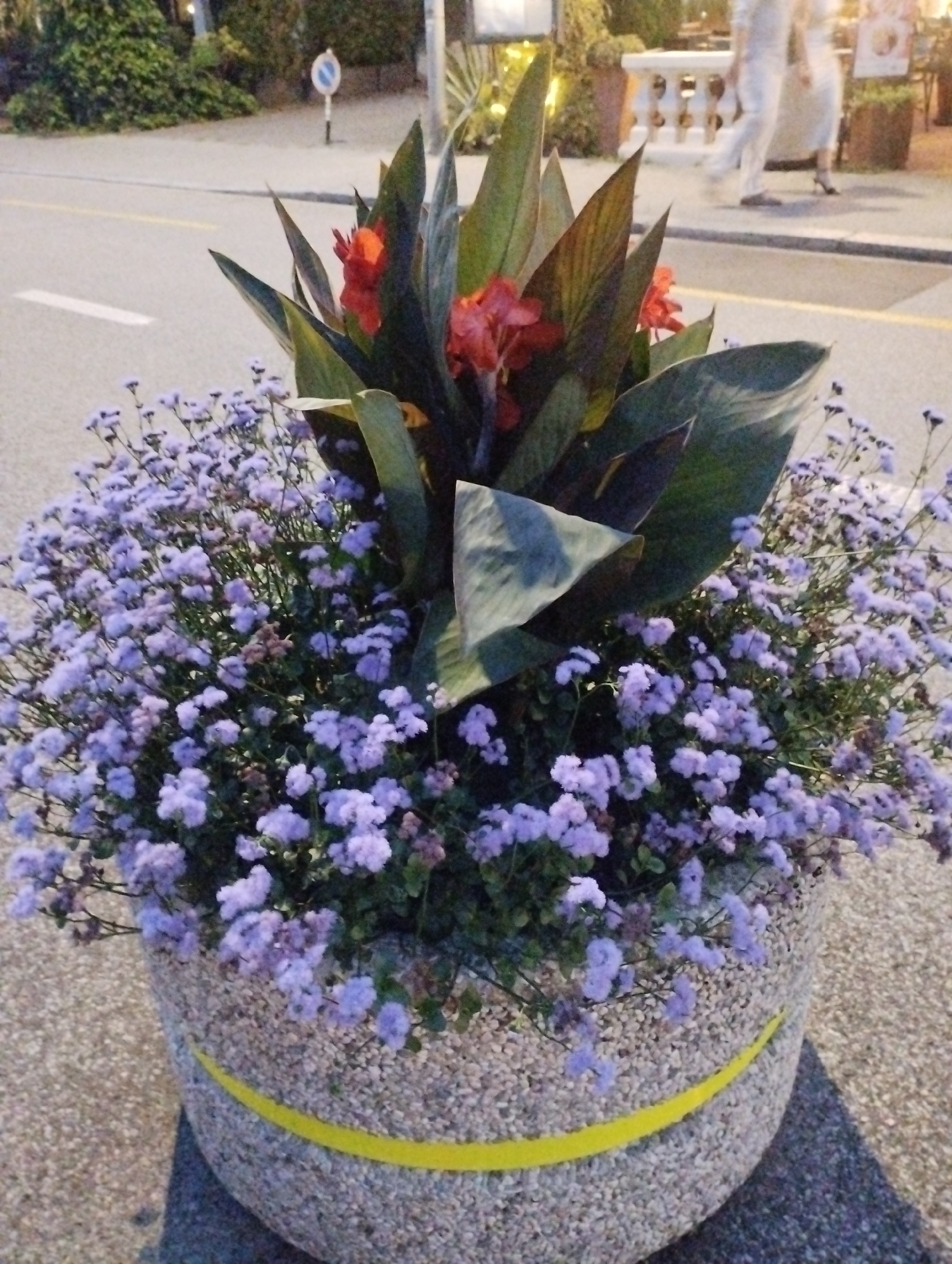 This media file captures a close-up view of a large, decorative planter filled with a vibrant arrangement of plants and flowers. The planter itself is round and appears to be made of a speckled, stone-like material, with a bright yellow band encircling its middle.
Dominating the planter are large, broad, dark green leaves, interspersed with bright red and orange flowers. Beneath these larger plants, a dense cluster of smaller, delicate purple flowers cascades over the edge of the planter. The overall impression is one of lush, colorful floral display.
The background is softly blurred, suggesting an outdoor setting. A paved road with a white line marking is visible behind the planter. Further in the background, out-of-focus figures of people can be seen walking. One individual is dressed in light-colored clothing, while another appears to be wearing a dress and heels. There are also hints of buildings and foliage in the distance. The lighting suggests it is either late afternoon or early evening, with ambient light creating soft shadows.
The scene is set in a public space, likely a street or walkway, given the presence of the road and pedestrian activity. There are no discernible text elements in the image. The focus is entirely on the floral arrangement and its immediate surroundings, creating a pleasant and visually appealing composition.