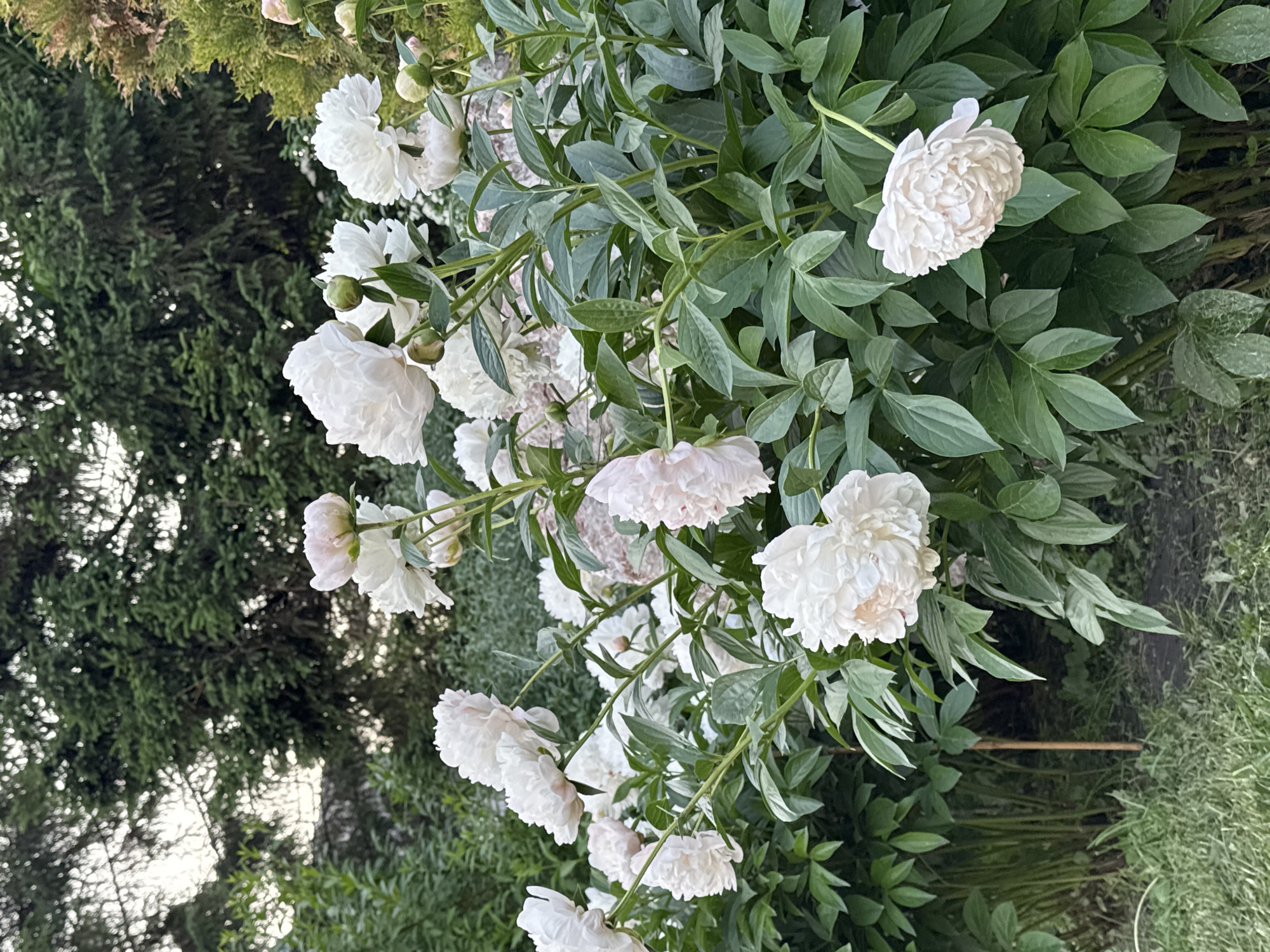 The image depicts a garden filled with white peonies. The peonies are in full bloom, with lush green foliage. In the background, tall evergreen trees are visible, suggesting a natural or park-like setting. The overall impression is one of a serene and flourishing garden. The scene appears to be located in Novosibirsk, Russia, based on the request. There are no people or animals present in the image. The lighting suggests it is either early morning or late afternoon.