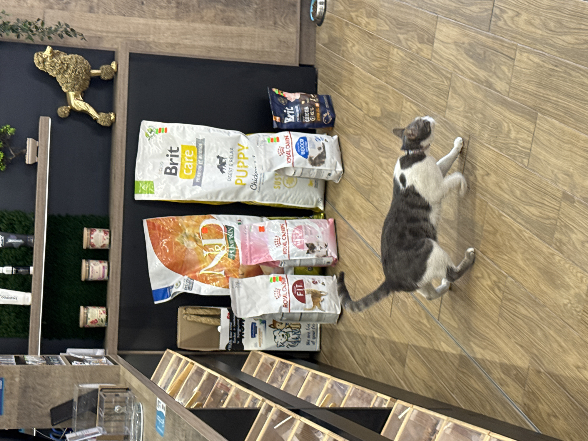 The image shows a store interior, seemingly a pet shop, with various pet food bags neatly arranged on a display shelf. The food bags are brands such as "Brit Care," "Royal Canin," and others, with varieties like "Puppy" and "Indoor." A gray and white cat is standing on the wooden floor near the pet food display. A golden poodle statue is mounted on the wall. The location is Burgas, Bulgaria.