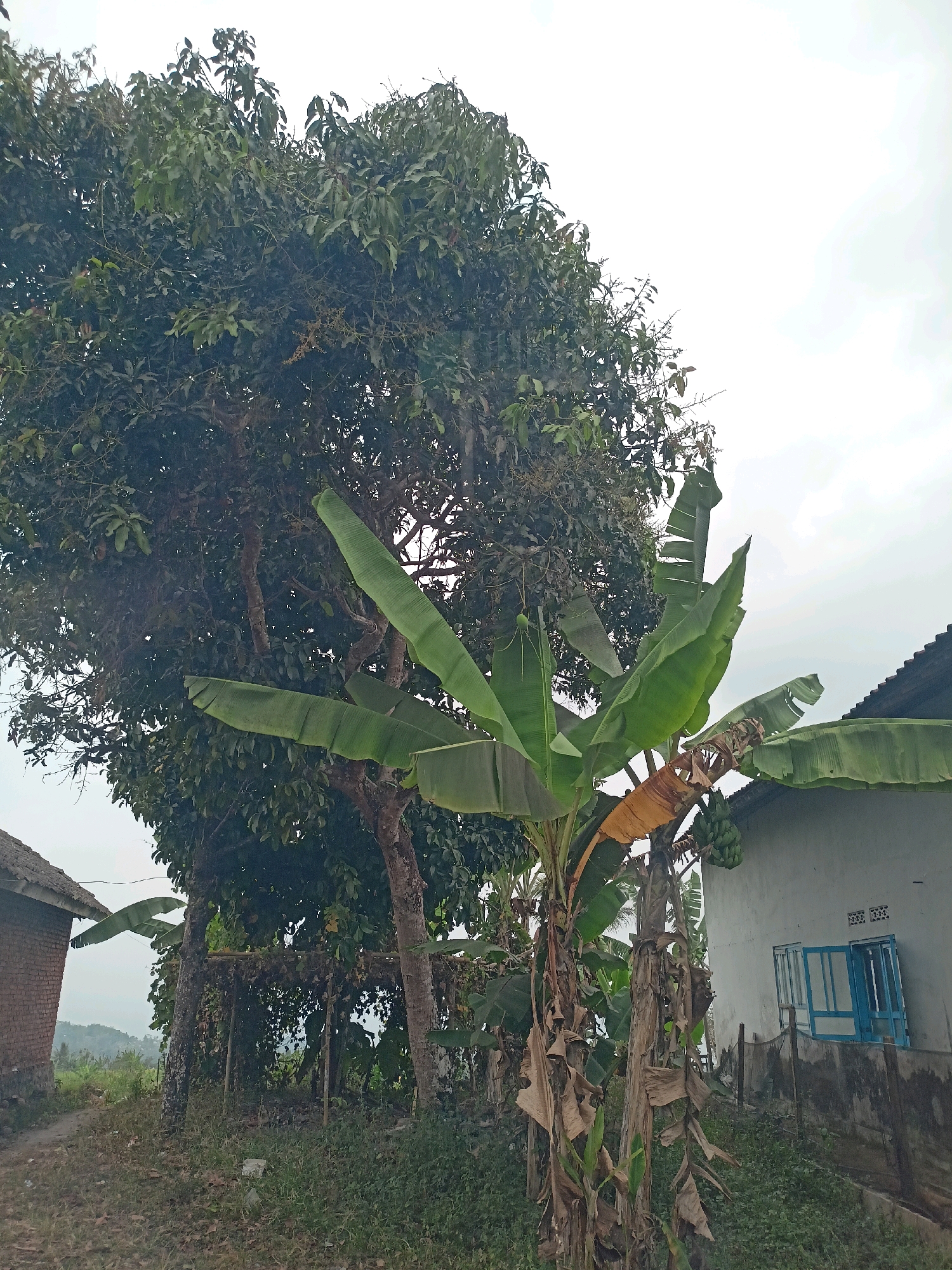 The image depicts an outdoor scene in Kalegen, Indonesia, characterized by lush vegetation and rural architecture. A large, dense tree with dark green leaves dominates the left side of the frame, its branches partially obscuring the sky. In front of it, a banana tree with large, vibrant green leaves stands prominently. A bunch of green bananas is visible hanging from the banana tree. To the right of the trees, a white building with a dark tiled roof is situated. The building features a light gray wall with some ventilation bricks and a blue-framed window with open shutters. A concrete fence separates the building from the foreground. To the far left, a small brick structure with a thatched roof is partially visible. The ground in the foreground is covered with dry leaves, dirt, and patchy green grass. The sky above is overcast, suggesting a cloudy or hazy day. The overall impression is of a natural, somewhat rustic environment in a rural Indonesian setting.