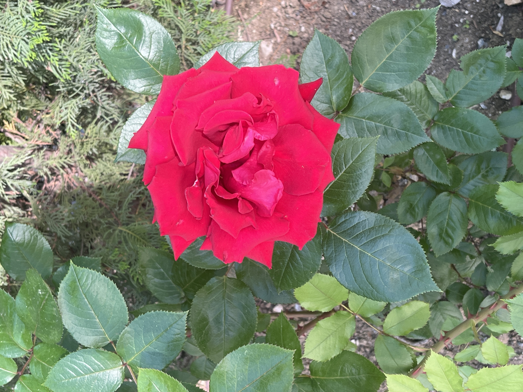 A close-up, top-down shot captures a vibrant red rose in full bloom, its petals unfurling with intricate layers. The rose is surrounded by lush, dark green rose leaves, some catching the light and appearing slightly glossy. In the background, the soft focus reveals the textured branches of a coniferous tree and the earthy tones of soil, with a few small stones scattered on the ground. The image is set outdoors in an environment that appears to be a garden or park within the city of Unknown, Unknown.