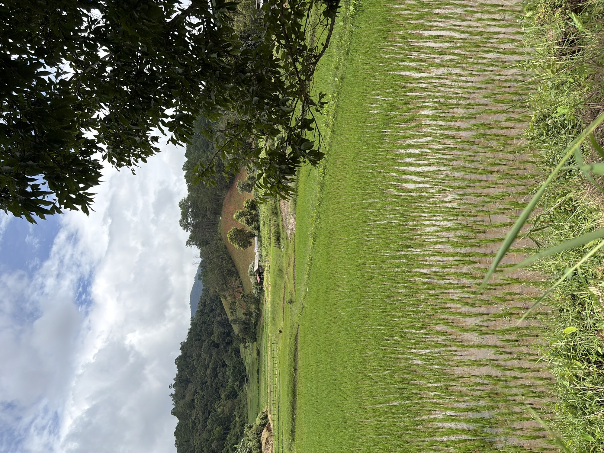 The image depicts a verdant terraced rice paddy field in Mae Win, Thailand, under a partially cloudy sky. The foreground is dominated by rows of young, green rice sprouts emerging from flooded paddies. The water reflects the sky and the surrounding vegetation. In the mid-ground, a wooden fence marks the boundary of another section of the rice field. Beyond this, a small cluster of rural buildings, including a house with a red roof and a simple structure, are nestled amidst the greenery. The background consists of rolling hills covered in lush, dense forest, with some areas showing cultivation, possibly tea or coffee plantations. A large tree with dark green leaves partially obscures the upper right corner of the image, framing the expansive landscape. The scene conveys a sense of rural tranquility and agricultural abundance.