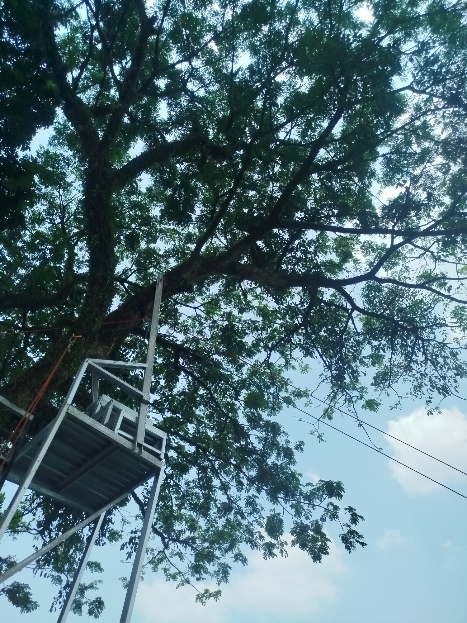 This is a low-angle, full shot captured from the ground, looking upwards at a large, mature tree in Depok, Indonesia. The tree's dense canopy of dark green leaves dominates the upper portion of the frame, with its thick, gnarled branches reaching out against a bright, pale blue sky dotted with sparse white clouds. Partially obscuring the tree trunk on the left side of the image is a metallic, possibly aluminum or steel, scaffolding structure. This structure appears to be a temporary platform, with a flat surface supported by angled legs and vertical beams. Red ropes or cables are also visible, attached to the tree and possibly connected to the scaffolding, suggesting some form of work or maintenance is being undertaken. The scene evokes an outdoor environment, possibly a park or a yard, given the presence of a substantial tree and the open sky. No people are visible in the frame. The overall impression is one of natural growth interacting with human-made infrastructure.