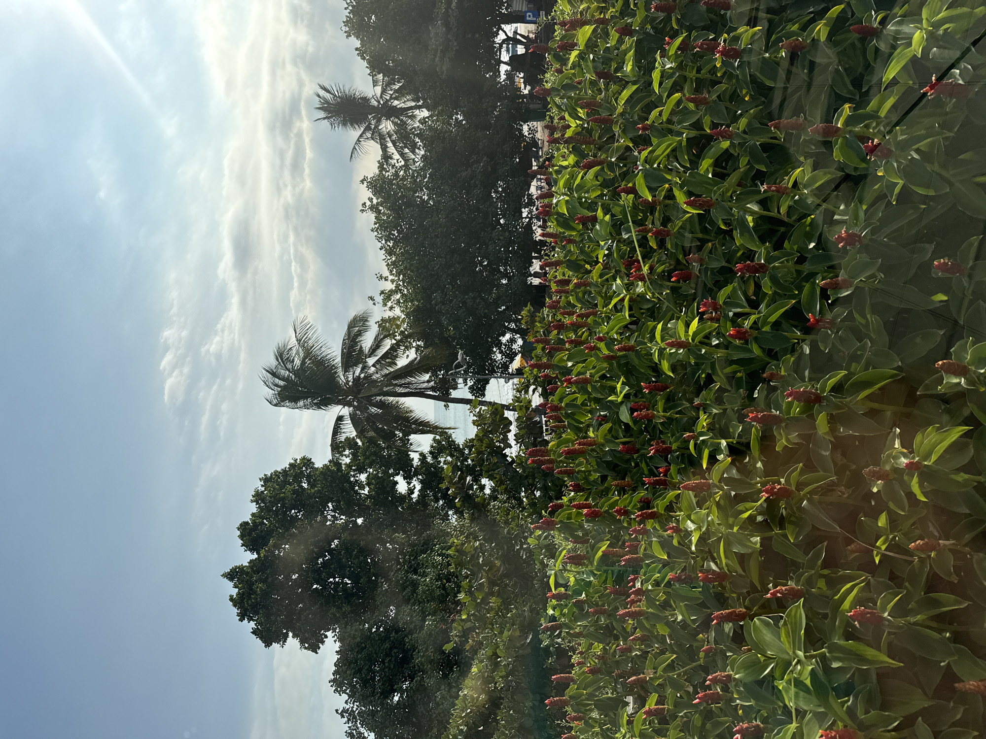 In Kuta, Indonesia, a vibrant foreground of red flower spikes and lush green foliage stretches across the image. Behind the flowers, a dense line of trees forms a verdant backdrop. In the distance, the bright blue ocean meets the horizon under a sky filled with soft, white clouds and streaks of sunlight. Palm trees are visible amongst the other trees, adding to the tropical atmosphere. The scene appears to be a well-maintained garden or park bordering a beach.