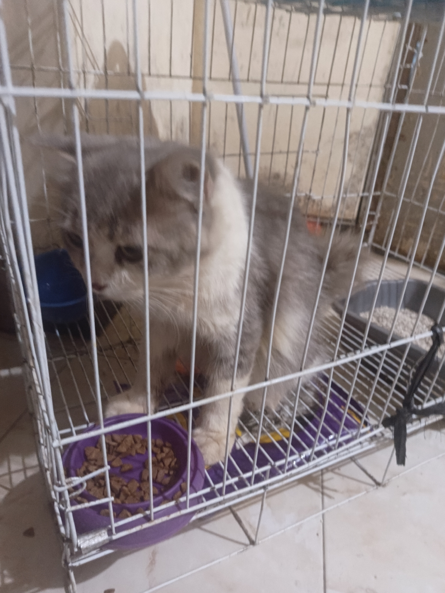 A gray and white cat is inside a white wire cage. The cat is looking down and to the left. There is a purple food bowl with kibble to the left of the cat, and a gray litter box with white litter to the right. The cage is positioned on a light-colored tiled floor. The background wall is a light beige color. The scene is located in Gadingan, Indonesia.