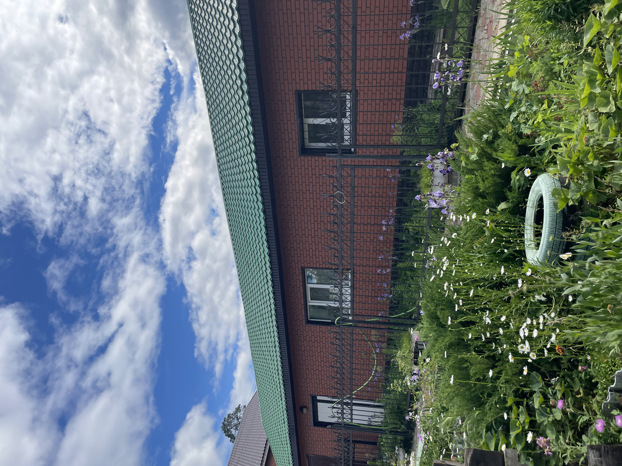 This image depicts a residential scene in Vasilevka, Russia, featuring a single-story brick building and a foreground garden under a partly cloudy sky.
The upper third of the image shows a vibrant blue sky with scattered white cumulus clouds of varying sizes and densities.
The central subject is a building constructed from reddish-brown bricks laid in a stretcher bond pattern. A darker, possibly black, foundation or trim runs along the base of the brickwork. The building is topped with a steeply pitched roof covered in dark green, corrugated metal tiles, with a dark fascia board visible beneath the eaves. On the left side of the building, a white-framed door with a dark upper panel and a visible exterior light fixture above it provides access. Two windows are present on the building's facade; the left window has a white frame and visible mullions, while the right window also has a white frame, multiple panes, and a dark decorative metal security grate affixed over it.
A black wrought-iron fence with intricate scrollwork and repeating 'X' patterns runs horizontally across the midground, separating the building from the foreground garden. A green garden hose is draped over this fence near the door.
The lower half of the image is occupied by a lush, green garden containing a diverse array of plants and flowers. Prominently featured are numerous white daisies with yellow centers, tall stalks of purple iris-like flowers, and clusters of smaller pink/purple flowers. Large-leafed plants, possibly strawberries, are visible throughout the foliage. A light green, possibly teal-colored, car tire is partially buried in the ground in the lower-middle foreground, serving as a planter. Behind the fence on the right, a segment of a reddish-brown brick pathway or patio is visible.
In the upper-left background, a portion of another building with a dark brown or grey tiled roof is visible, along with the canopy of a dark green tree extending into the sky. No people, discernible actions, or direct interactions are visible within the frame.