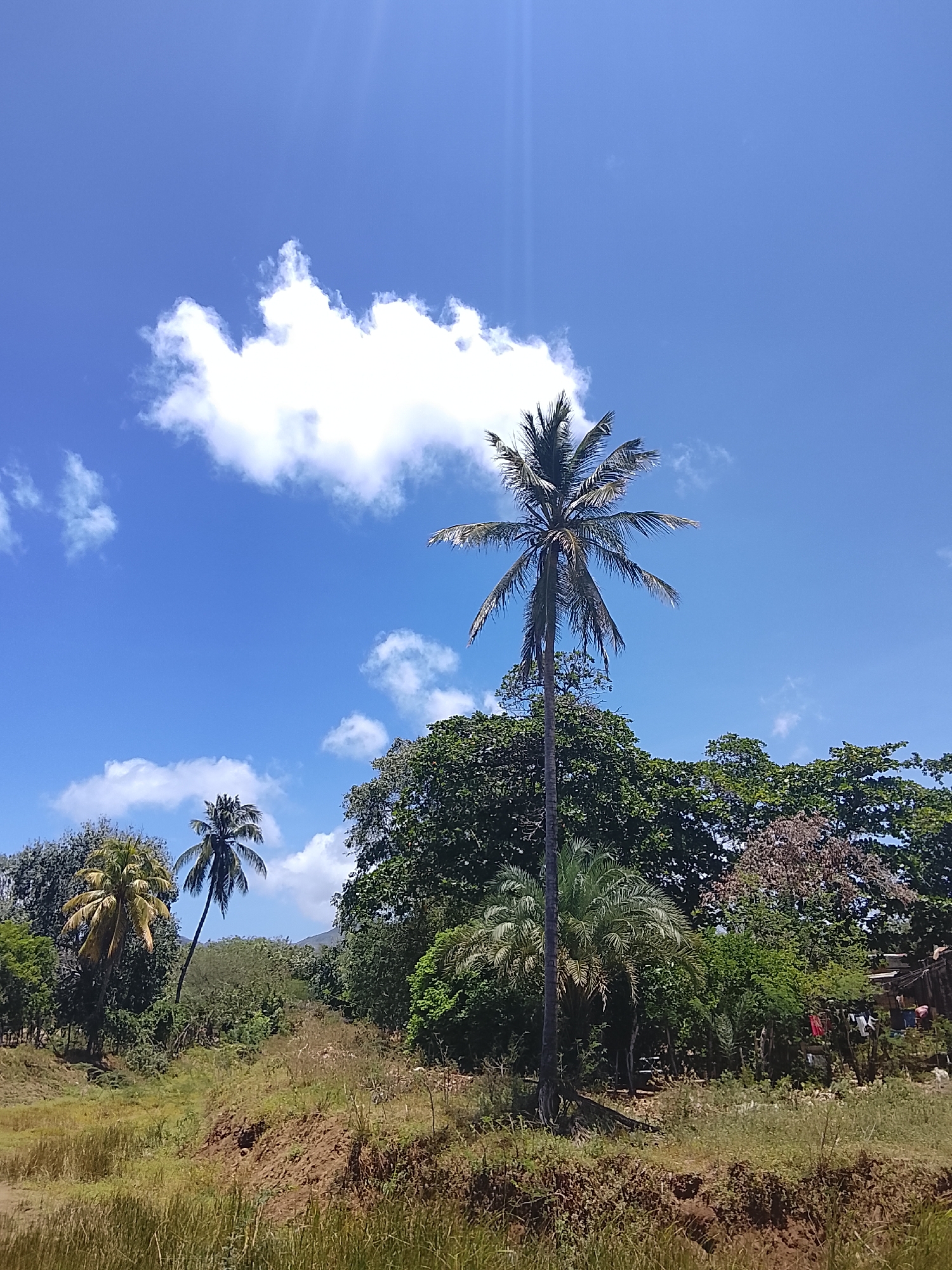 A bright daytime scene in Altagracia, Venezuela. The sky is blue with scattered cumulus clouds. Dominating the landscape are several palm trees and a variety of other trees, creating a dense green canopy. The foreground features a dirt embankment with tall grass. In the midground, partially obscured by vegetation, are hints of structures possibly dwellings and clothing hanging on a line.