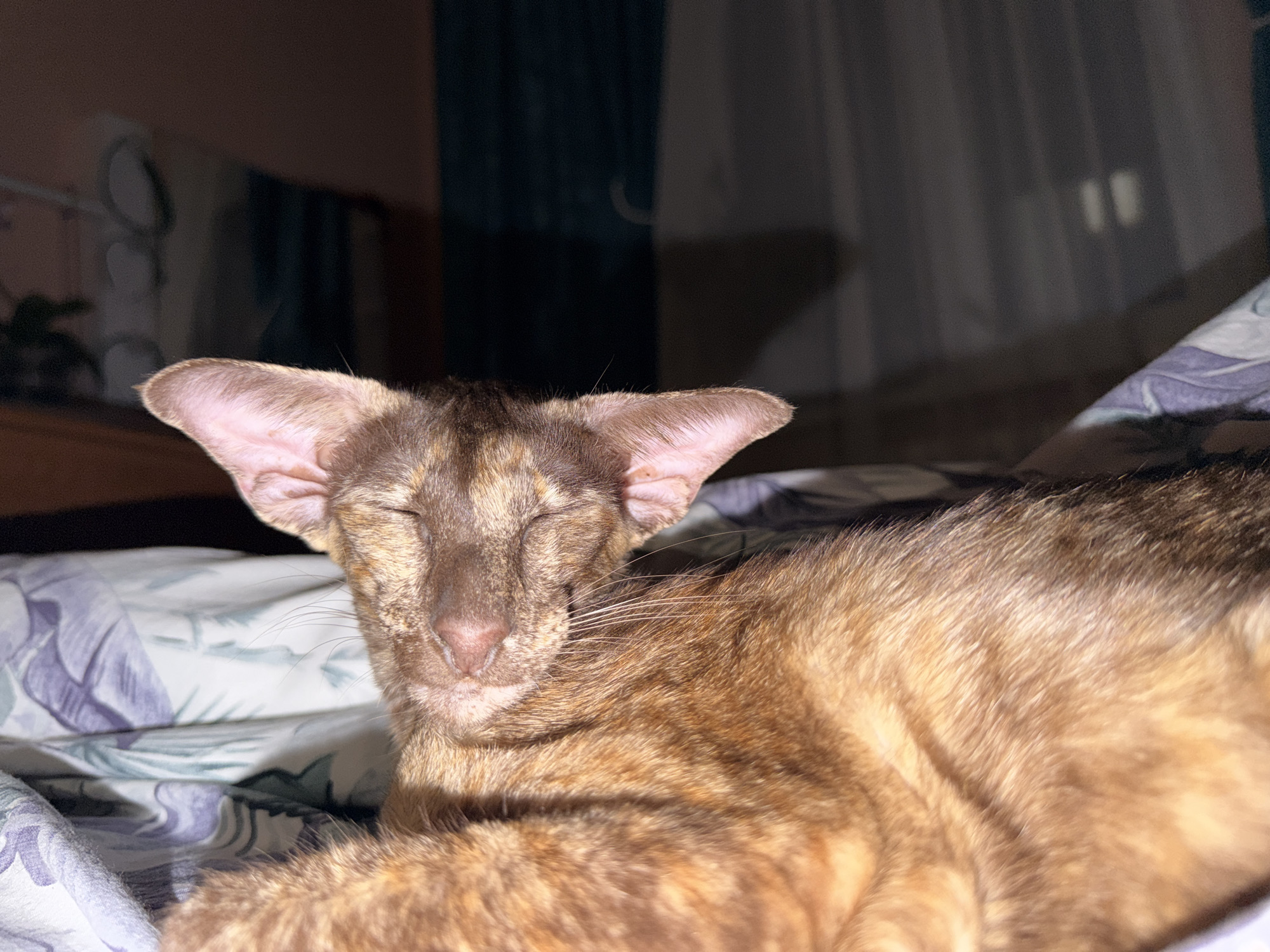 A brown and tan cat with large ears is lying on a bed with patterned sheets. The cat's eyes are closed and it appears to be sleeping or resting. The background is blurred, but includes a wooden dresser and a dark curtain. The location is indoors, possibly a bedroom, but the specific city or region is unknown.
