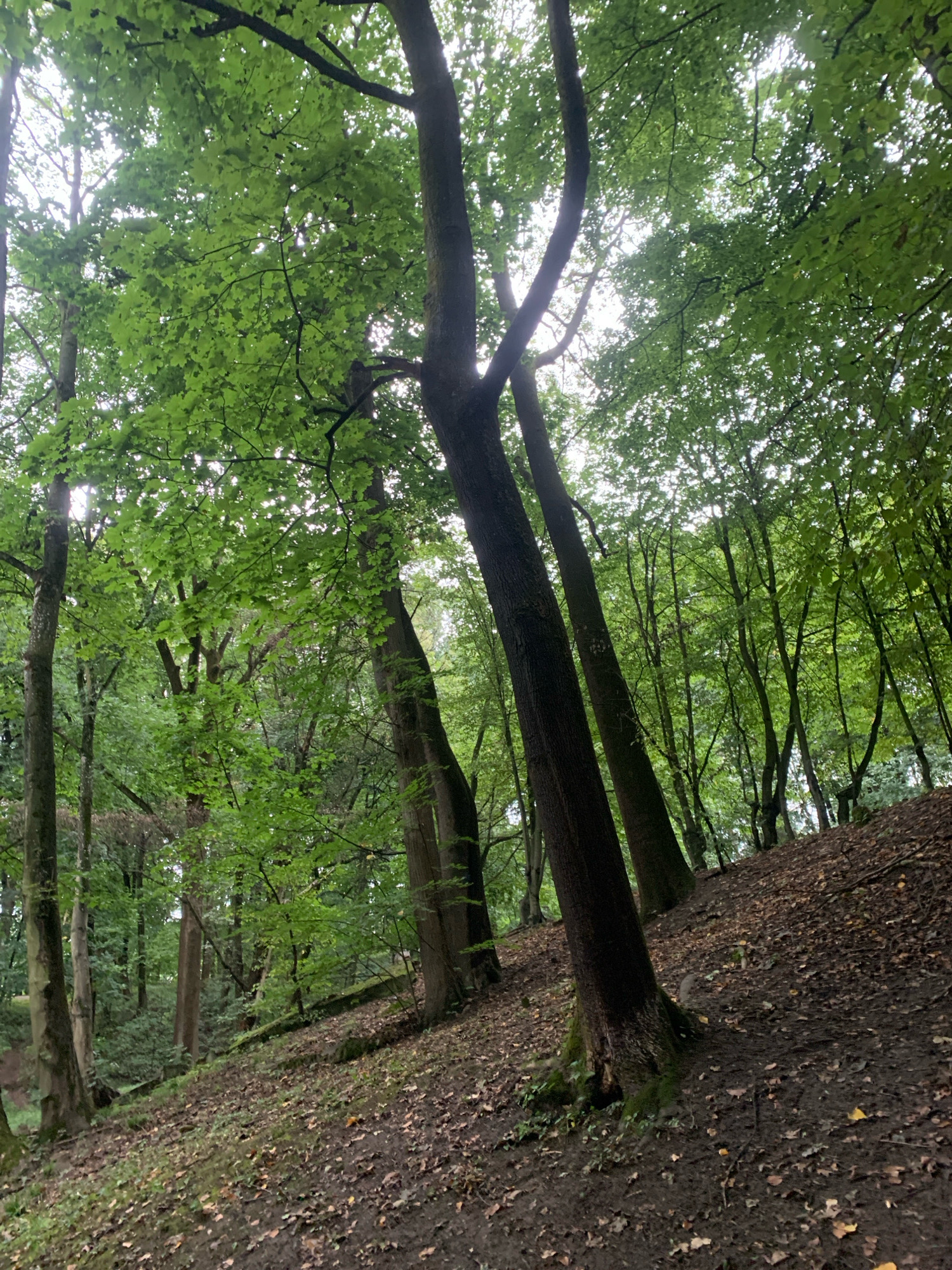 The image depicts a dense forest with a sloped, muddy path covered in fallen leaves. Several mature trees with dark bark and lush green foliage dominate the foreground and midground. The canopy is thick, allowing dappled sunlight to filter through, creating a somber and naturalistic atmosphere. The terrain suggests a natural, uncultivated area, typical of a forest or parkland setting within or on the outskirts of a city. Given the request for a specific location, and without external information, it is not possible to definitively place this image within the city of Lviv, Ukraine, though the environment is consistent with such a location. No people, animals, or specific man-made structures are visible.