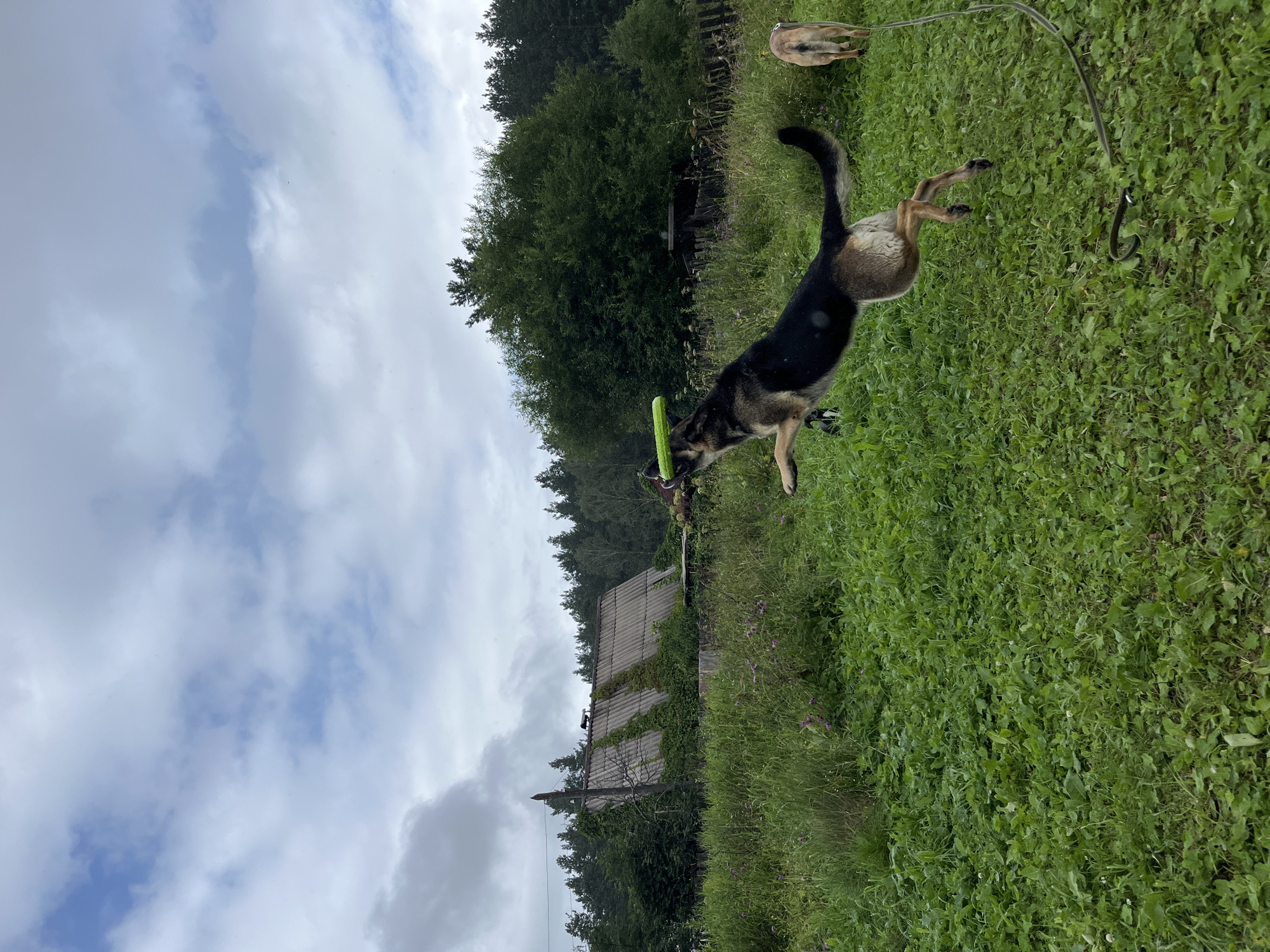 A German Shepherd is captured mid-air, leaping to catch a green toy in its mouth. The dog is in a grassy, rural setting, with a dilapidated building and trees in the background. The sky is overcast with clouds. Another dog can be seen in the background to the right. The scene appears to be a private yard or field, likely in a suburban or rural area. No specific landmarks indicate the city of Nizhny Tagil, Russia.