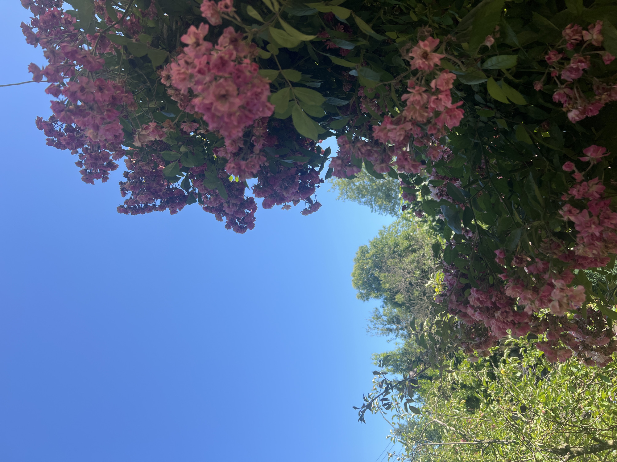 A low-angle, medium shot captures a clear blue sky above a dense cluster of pink flowers cascading from a vine. The flowers, many in various stages of bloom and wilting, are tightly packed and create a textured curtain against the sky. Interspersed with the flowers are dark green leaves. To the left of the vine, a sparse tree with bright green foliage and some scattered yellow blossoms is visible. Further in the background, lush green trees form a backdrop under the bright sky. The scene is outdoors in natural light.