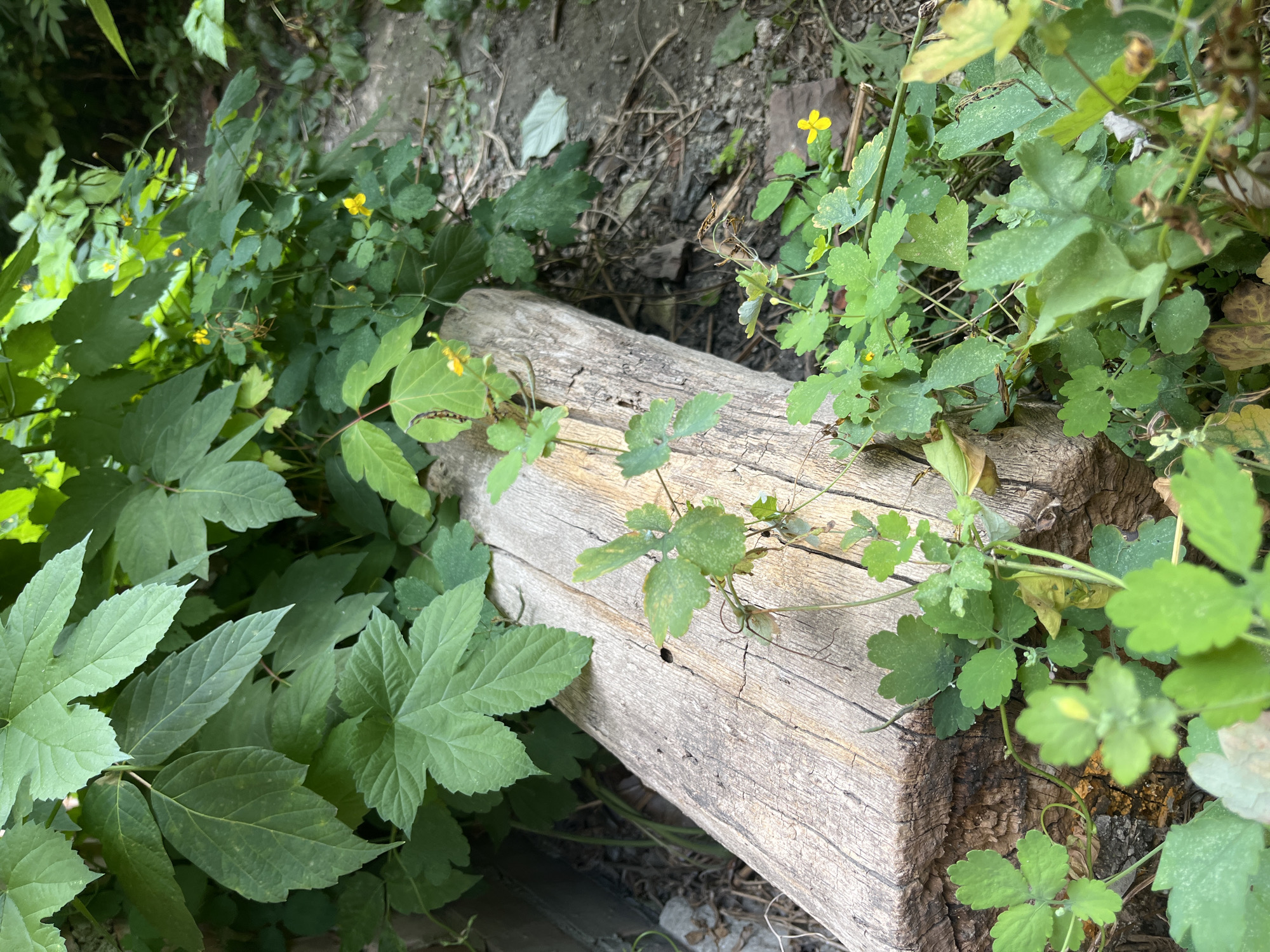 An outdoor, eye-level, medium shot shows a weathered, light-brown wooden log lying horizontally across the frame, occupying the lower left portion of the image. Green foliage surrounds the log, with large, multi-lobed leaves dominating the upper half and smaller, more delicate, lobed leaves with a slightly fuzzy texture growing around the base of the log and extending into the foreground. Scattered amongst the smaller green leaves are small, bright yellow flowers. The ground behind the log is a mixture of soil, small rocks, and dry leaves, with a path visible in the upper right quadrant of the image. The lighting suggests it is daytime with dappled sunlight filtering through the leaves. The scene appears to be a natural or semi-natural setting, possibly a park, garden, or woodland edge within the city of Saratov, Russia. There are no people or animals visible in the frame.