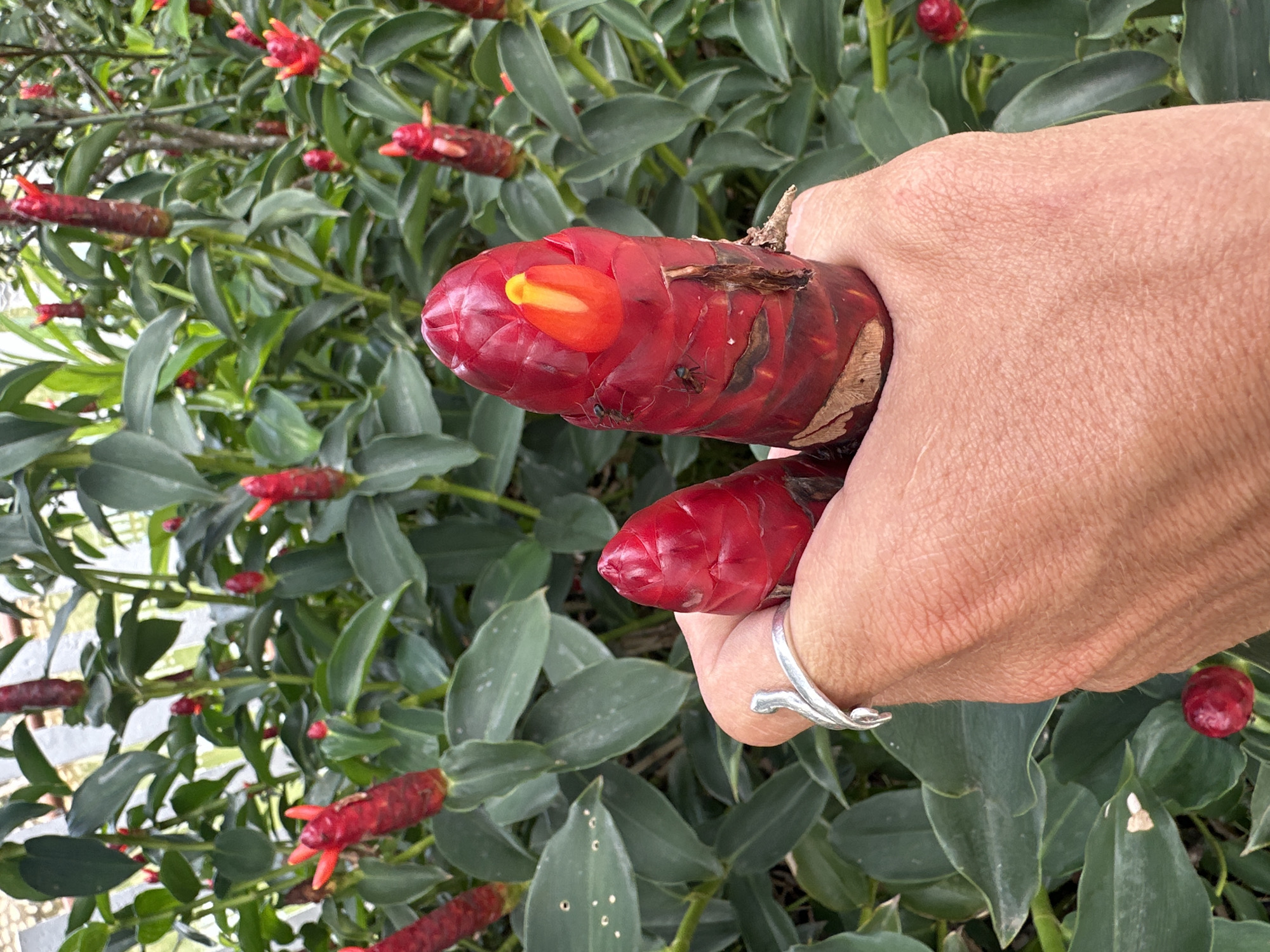 The image presents a close-up view of an adult's light-skinned hand holding two vibrant red, cone-shaped inflorescences, identified as Costus speciosus (Indianhead Ginger), in Nghia Lo Ward, Vietnam. The hand, wearing a silver ring on its index finger, firmly grasps the larger of the two inflorescences, which features a yellowish-orange petal-like structure emerging from its apex. Two small black ants are visible on the surface of this prominent red structure. A smaller, similarly shaped red inflorescence is partially visible within the hand's grasp. The background consists of a dense, verdant array of Costus speciosus plants, exhibiting numerous other red inflorescences scattered among dark green, ovate leaves, some showing minor perforations. The scene is illuminated by natural bright daylight, indicative of an outdoor garden or cultivated area.