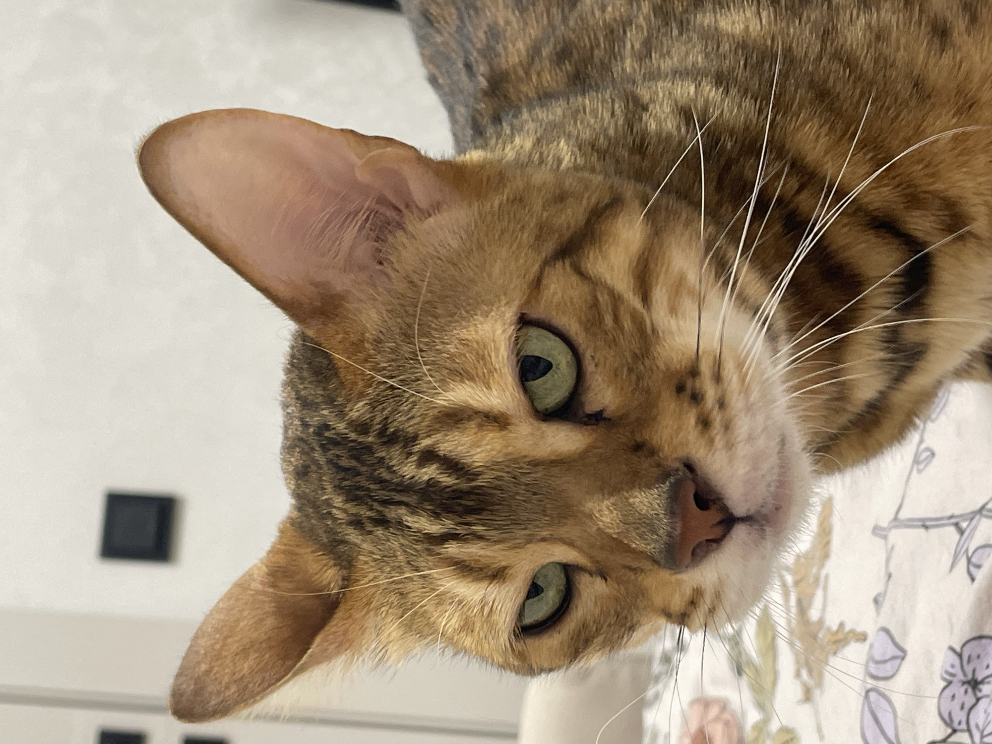 This image features a Bengal cat situated in Izhevsk, Russia. The cat, characterized by its brown, gold, and black striped and spotted coat, is captured in a close-up, head-on perspective. Its vivid green eyes are narrowed, conveying a direct and somewhat intense expression. Long white whiskers extend from its muzzle. The subject is resting on a white patterned bedsheet adorned with light purple, green, and pink floral designs. The background consists of a plain white wall, on which two dark, square-shaped objects are visible.