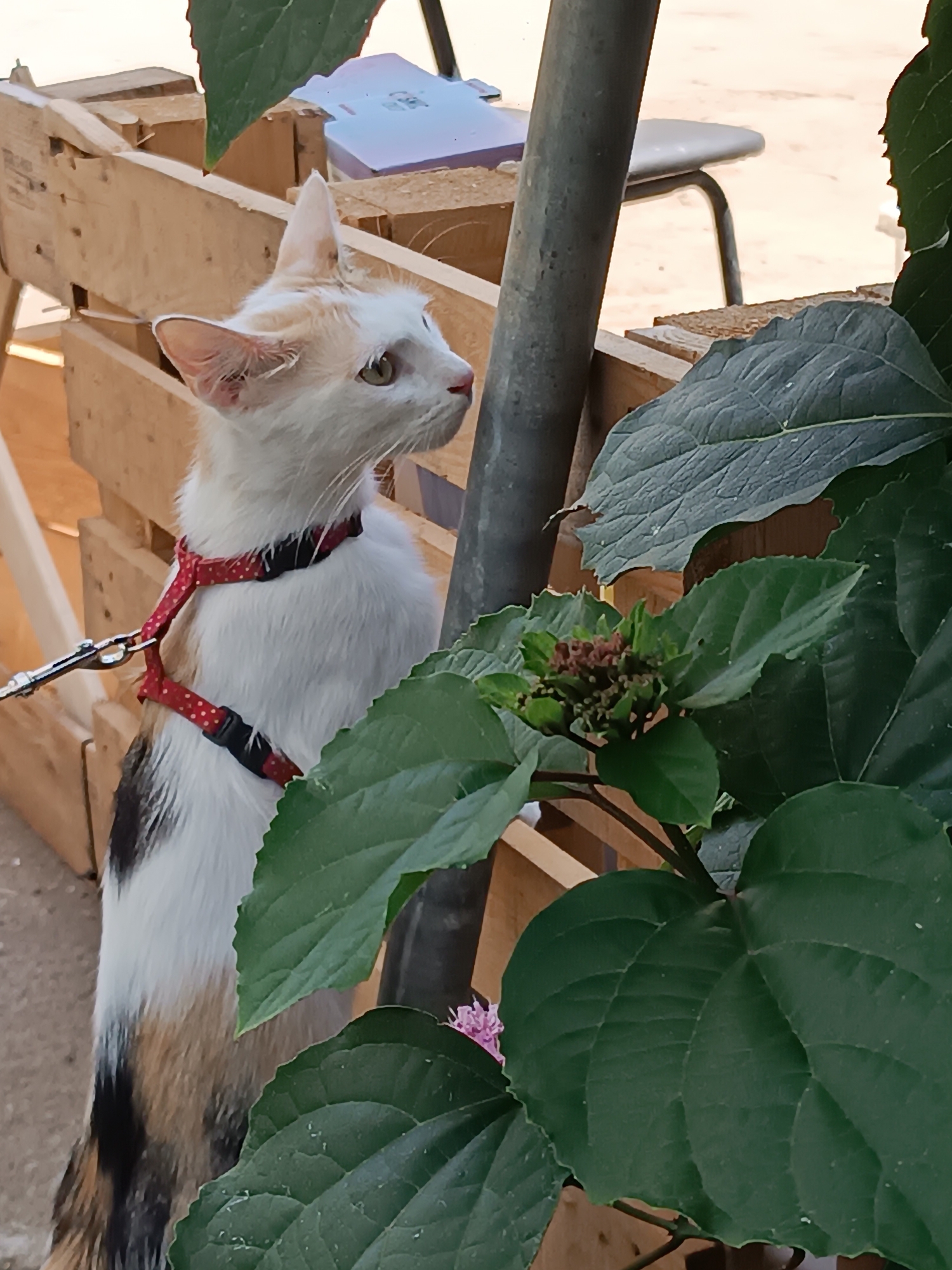 An adult calico cat, wearing a red and white polka-dotted harness with a silver leash clip, stands on its hind legs, looking to the right. The cat has predominantly white fur with patches of orange and black. It is positioned behind a wooden structure, possibly a pallet fence. In the foreground, large green leaves of a plant obscure part of the scene, and a gray metal pole is visible to the right of the cat. The background shows more of the wooden structure, a light-colored surface, and a dark chair. The image appears to be taken outdoors in daylight. There is no indication of Viadana, Italy.