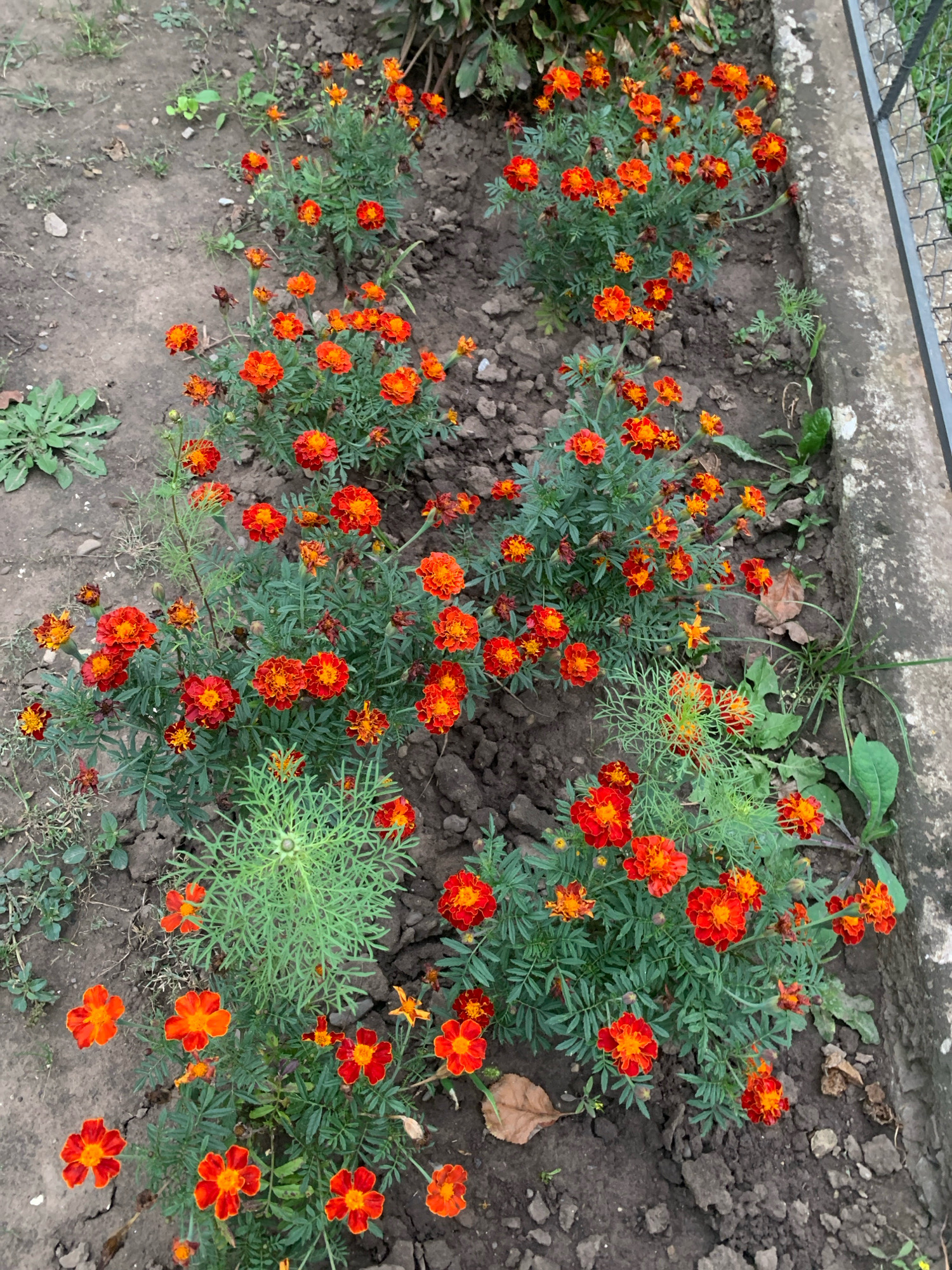 The image shows a close-up, high-angle view of a garden bed in Kolomyia, Ukraine, planted with numerous marigold flowers. The flowers are predominantly orange and red, with some showing yellow centers. They are planted in rows within dark, loamy soil. Scattered green foliage and some dry leaves are also visible on the ground. A concrete border with a metal fence is present along the right edge of the frame. The overall scene depicts a well-maintained garden area. There are no people or animals present.