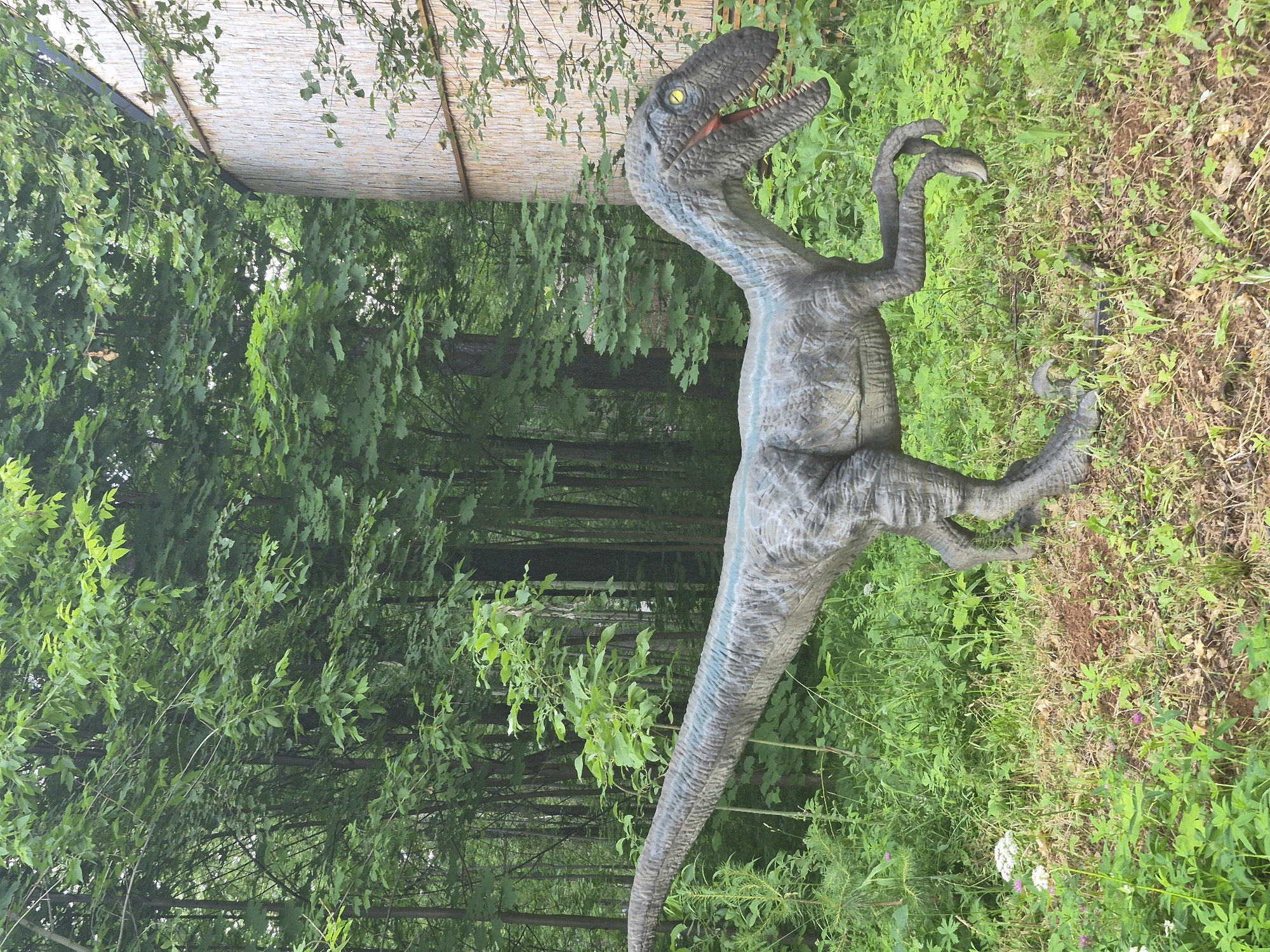 A life-sized replica of a Velociraptor dinosaur stands in a grassy, wooded area, possibly on the grounds of an outdoor attraction in Izhevsk, Russia. The dinosaur model is positioned facing right, with its mouth open, revealing sharp teeth and a red interior. Its scales are gray with blue accents, and its yellow eyes are prominent. Lush green foliage, including trees and various plants, surrounds the dinosaur. To the right of the dinosaur, a portion of a building with a textured, light-colored exterior, possibly made of bamboo or similar material, is visible. The ground is covered in grass, dry leaves, and dirt. No people are present in the image.