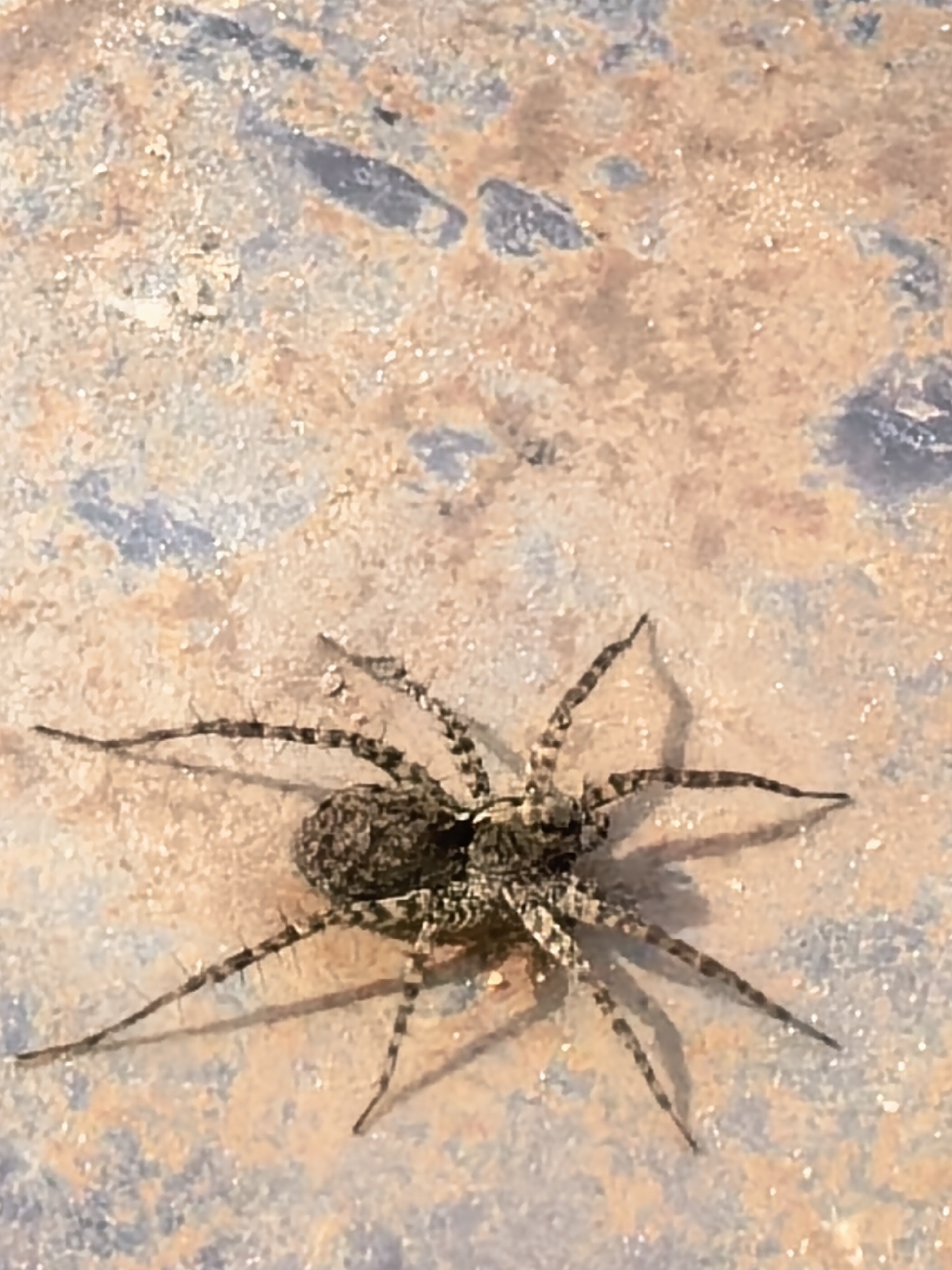 A spider is positioned on a textured surface, possibly concrete or stone. The spider exhibits dark brown and gray striped legs and a mottled abdomen. The surrounding surface appears to be speckled with brown, gray, and blue hues. The location is unknown.
