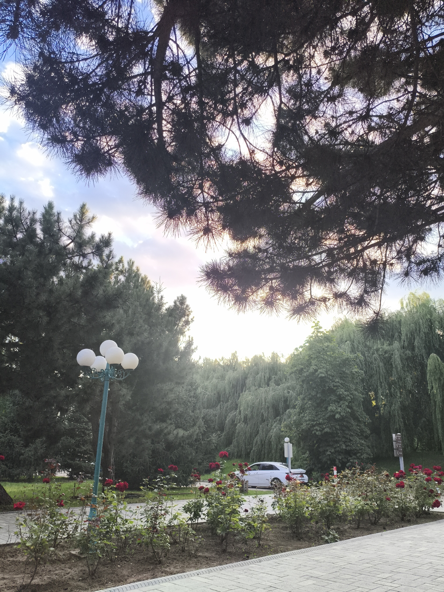 The image depicts a park setting in Bayet, Kyrgyzstan. The foreground is dominated by a pathway made of light-colored, rectangular paving stones. Adjacent to the pathway is a flower bed filled with numerous rose bushes, many of which are adorned with vibrant red roses. A turquoise lamppost with five spherical white lights stands near the center of the frame. In the background, a variety of trees create a dense green backdrop, including what appear to be evergreen trees and weeping willows. A white sedan is parked on a paved road that runs behind the flower bed and trees. The sky above is a mix of blue with scattered clouds, and sunlight filters through the branches of a large, dark-leaved tree that partially obscures the upper portion of the image.