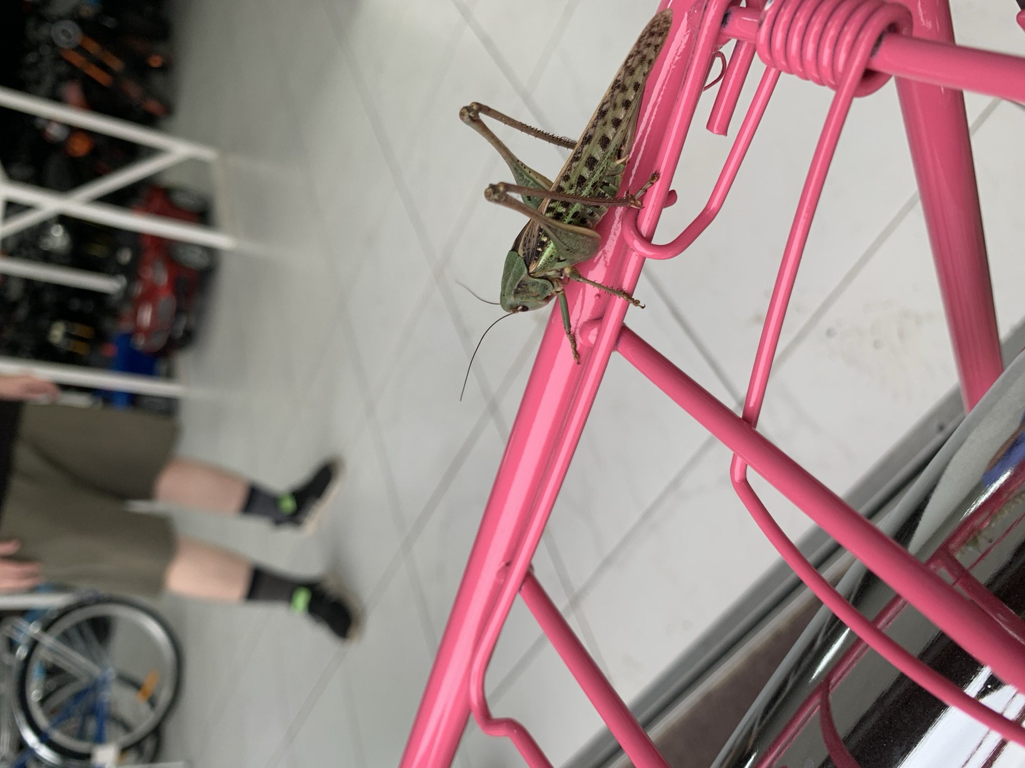 A grasshopper is perched on a pink metal rack, its body angled towards the right. The grasshopper is green and brown with visible legs and antennae. The pink rack appears to be part of a bicycle or a similar structure. In the background, out of focus, a person's legs are visible, wearing dark shoes and olive-green shorts. The setting appears to be indoors, possibly a garage or a store, with a tiled floor and other objects blurred in the distance, including what looks like a red toy car and bicycles. The image does not provide any specific information about the location in Kropotkin, Russia.