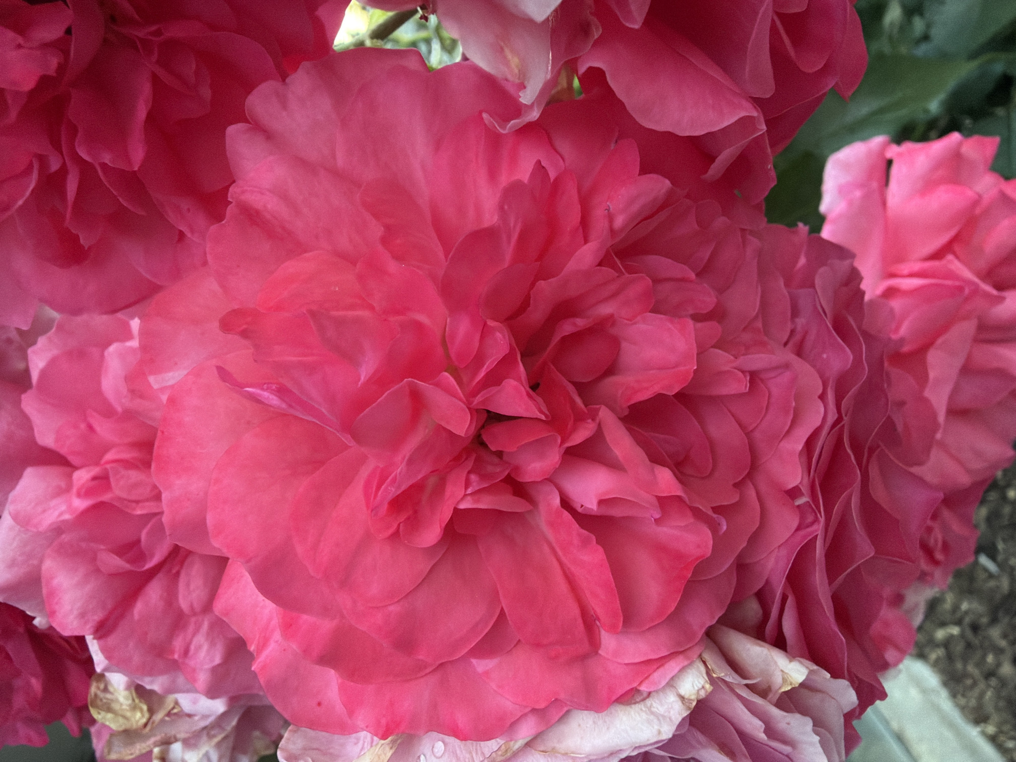 The image is a close-up, vertically oriented photograph of several vibrant pink roses. The focus is on the intricate layers of petals, showcasing their soft texture and varied shades of pink, from a deep fuchsia to a lighter blush. Some petals appear dew-kissed, with tiny water droplets visible on their surfaces. The lighting suggests it might be daytime, possibly outdoors. The background is blurred, with hints of greenery and possibly other flowers. The scene evokes a sense of natural beauty and delicate floral arrangement. There is no discernible information in the image to suggest its location within the city of Sofia, Bulgaria, or any specific environmental or human context.