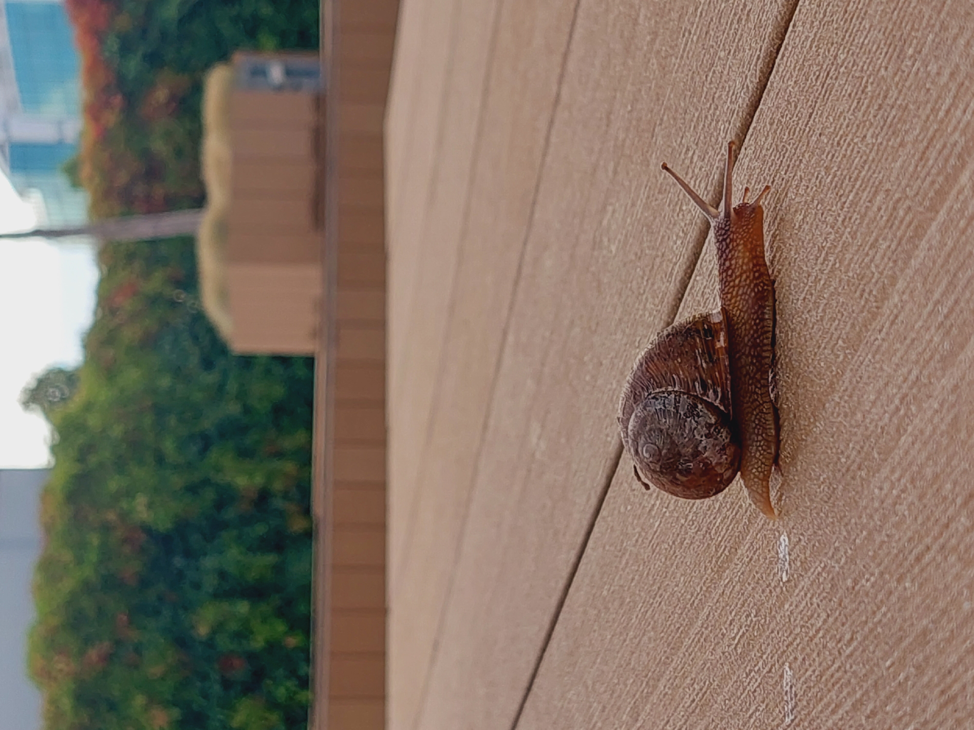 A snail is crawling on a wooden deck. In the background, there is a blurred row of green bushes with some red foliage, followed by a tan-colored rectangular structure with a green roof, and further in the distance, a blurred modern building with a blue facade. The scene is outdoors, likely in a park or urban green space, possibly in Sofia, Bulgaria, given the architectural style of the background building which is typical of modern constructions in the city. There are no people or animals other than the snail visible in the image.
