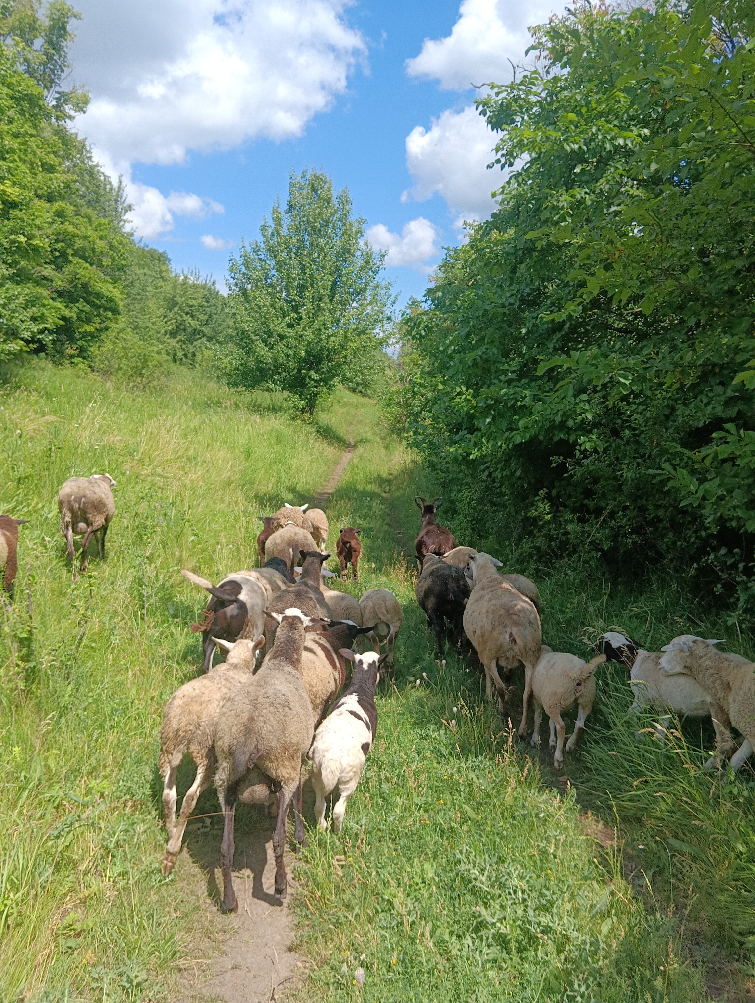 A flock of sheep walks along a narrow dirt path through a grassy field. The sheep are of various colors and sizes, some with white wool and others with darker wool. They are moving away from the camera and towards the upper left of the frame. Tall green trees and bushes line the right side of the path, and a line of trees is also visible on the left side of the frame. The sky above is blue with scattered white clouds. The scene appears to be in a rural or natural setting, possibly a pasture or a park.