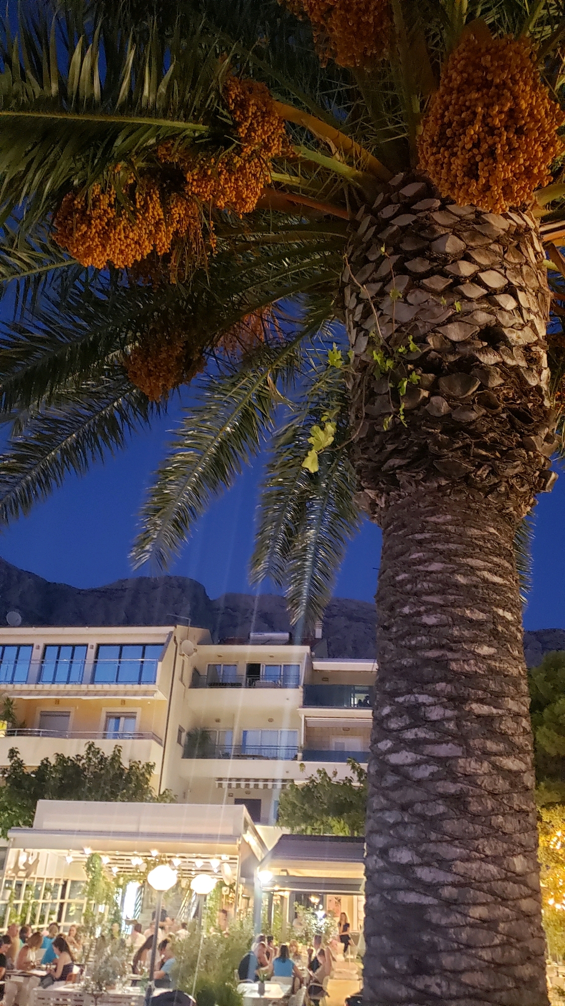This image depicts a nighttime scene in Općina Tučepi, Croatia, focused on a large palm tree with clusters of ripe, orange-brown fruit. The palm tree trunk is thick and textured, with large fronds extending upwards and to the left, obscuring part of the sky. Behind the palm tree, a multi-story building with balconies and modern architecture is visible, illuminated by interior lights. Below this building, an outdoor dining area with tables and chairs is set up, populated by numerous people enjoying their meals or drinks. String lights and decorative lamps illuminate the dining area, creating a warm and inviting atmosphere. In the background, dark, mountainous terrain is silhouetted against the deep blue night sky. The overall impression is of a tropical resort town during the evening, with a focus on leisure and dining under the palm trees.