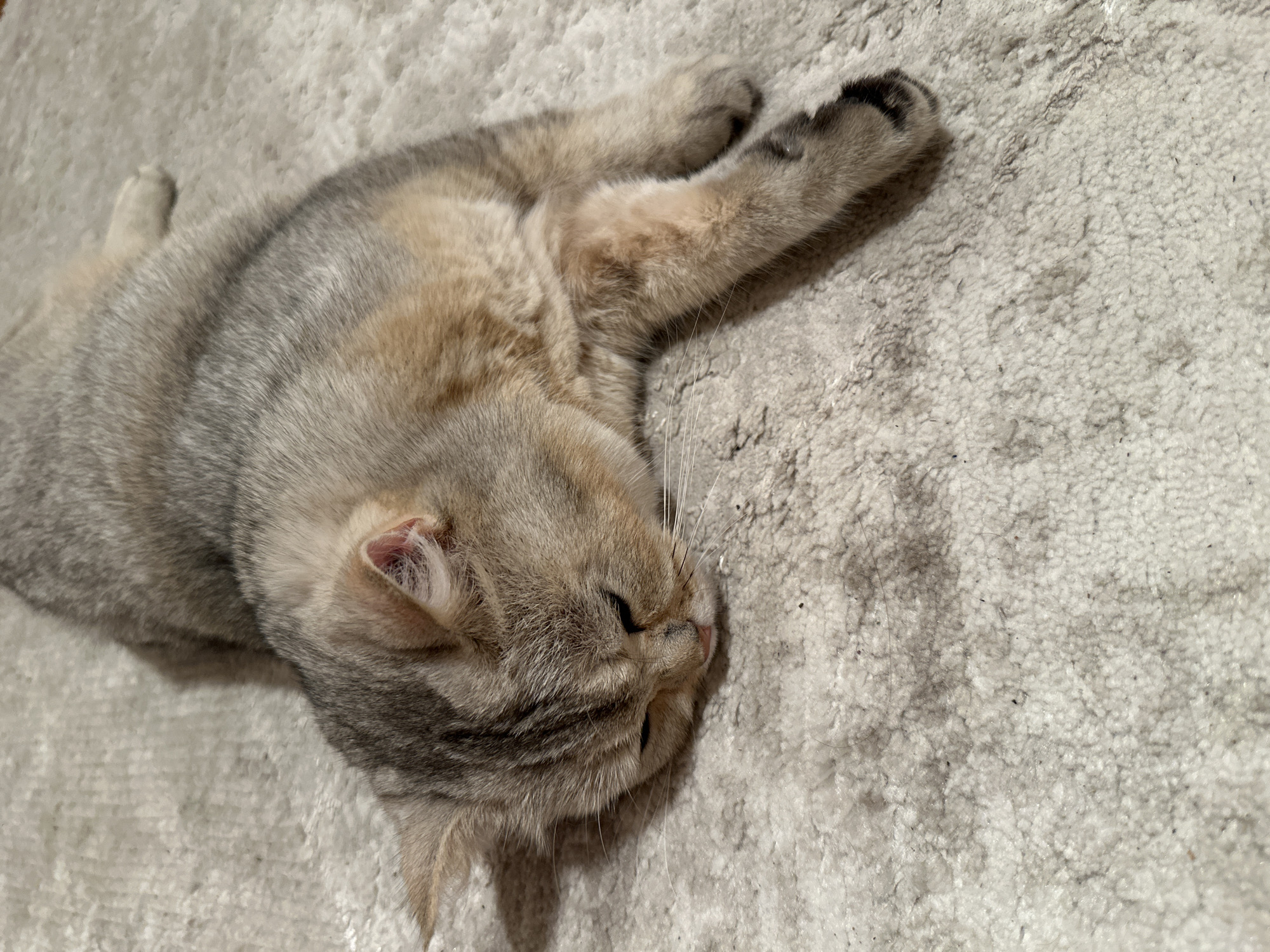 A shorthair cat with silver and gold fur lies on a beige carpet. The cat is facing to the left with its eyes closed and its head resting on the carpet. Its paws are extended in front of its body. The carpet appears to be textured and has some debris on it, including what appear to be strands of cat hair. The lighting is dim, suggesting the photo was taken indoors.