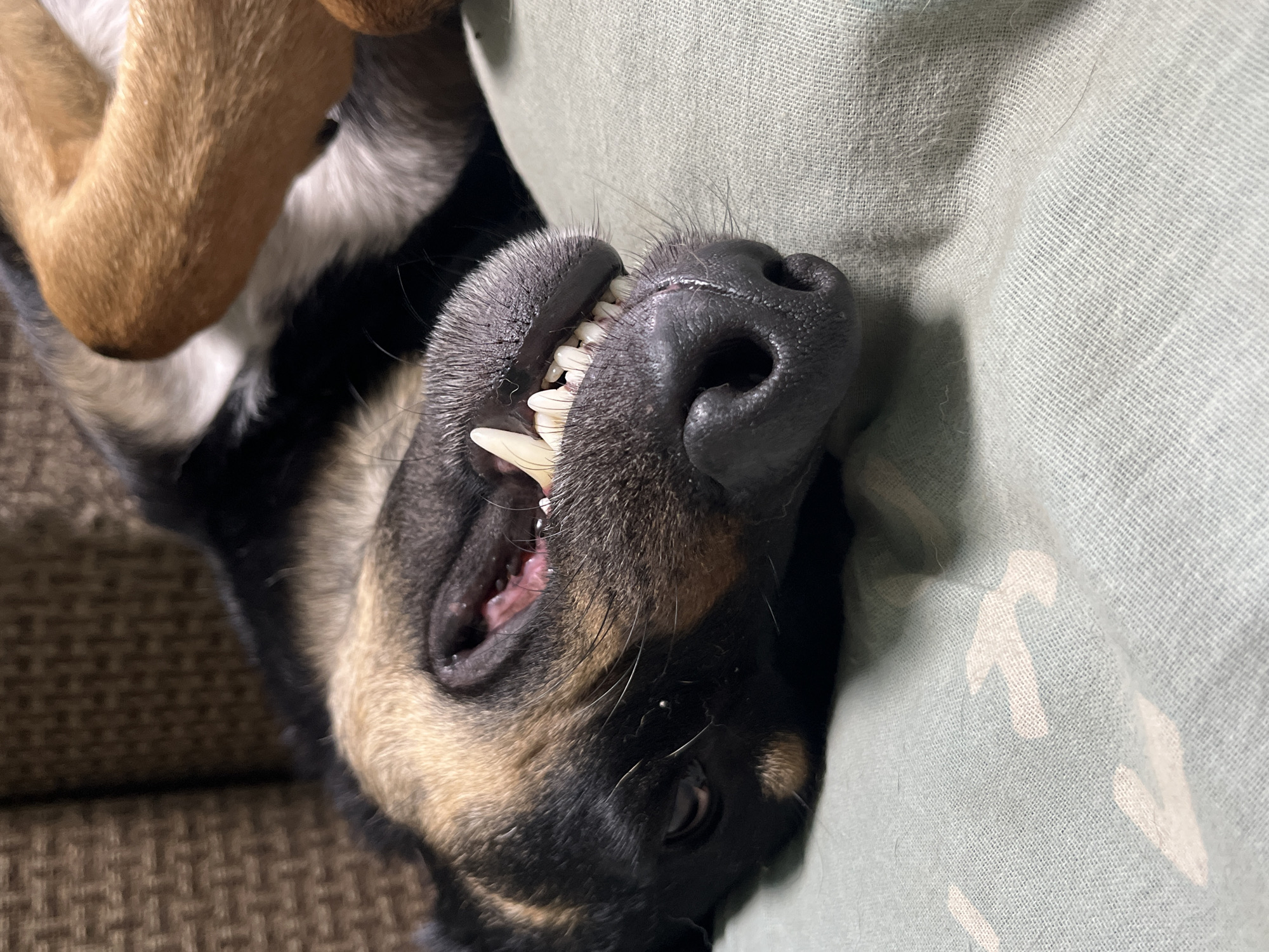 A close-up, inverted portrait of a dog resting indoors is captured. The dog's head is positioned diagonally across the frame, with its snout and open mouth, revealing white teeth, including prominent canines and smaller incisors, as the central focus. The dog has black fur on its snout and around its eye, with patches of tan/brown and white fur visible on its face and neck. Its left eye is visible in the lower right quadrant, appearing relaxed.
At the top left of the image, the dog's forelegs or paws, covered in light brown and white fur, are visible, appearing curled or tangled, suggesting a comfortable, possibly playful, upside-down posture.
The background consists of two distinct textures. To the right and top, a soft, light greenish-grey fabric, likely a blanket or cushion, displays a subtle, lighter-toned patterned design. To the left and bottom, a darker, woven brown fabric, consistent with upholstery, provides a contrasting surface. The lighting is soft and even, indicating an indoor setting. The overall mood is one of relaxation and contentment, showcasing the dog in a charming and slightly whimsical pose. There is no visible text in the image. No specific visual cues within the image indicate the given location of Nizhny Tagil, Russia.