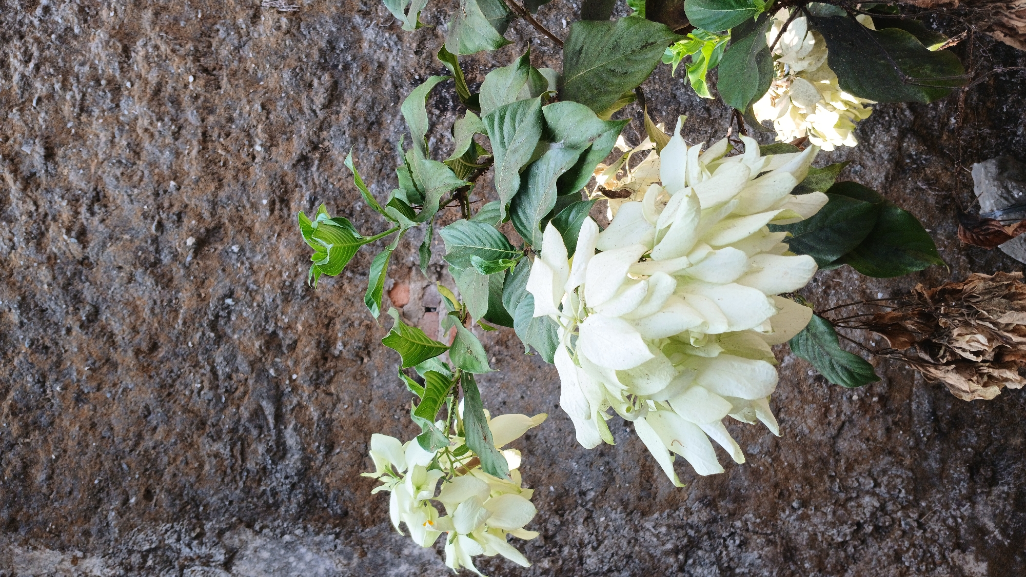 The image shows a close-up of a flowering plant with large clusters of white bracts, commonly known as Mussaenda. The plant is positioned against a textured, rough stone wall, which appears to be part of an outdoor setting. Several green leaves are visible, interspersed with the white blooms. In the lower portion of the image, some dried, brown foliage hangs from the plant. The overall lighting suggests it is daytime. The location is identified as Sampang, Indonesia, implying this scene is likely within the city's natural or urban landscape. No people are present in the image.