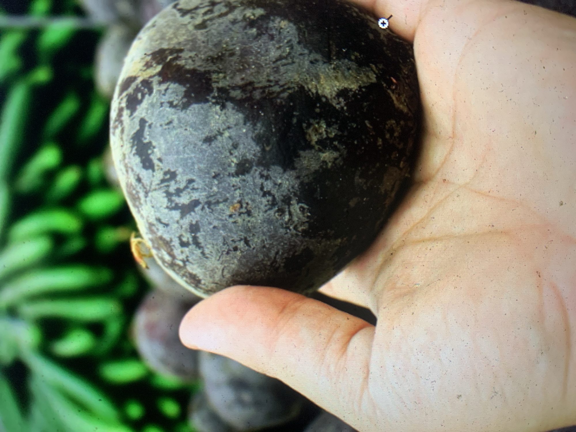 The image shows a close-up of a hand holding a large, dark, oval-shaped fruit, possibly a plum or an avocado. The fruit has a rough, textured skin with patches of lighter color. In the background, out of focus, are more of the same fruits and some green foliage, suggesting an outdoor setting. A tiny orange insect is visible on the surface of the fruit in the upper left quadrant. The image is taken from a slightly elevated angle, looking down at the fruit and hand. There is no indication of the specific location within Kuala Pembuang, Indonesia, as the image provides no landmarks or contextual clues.