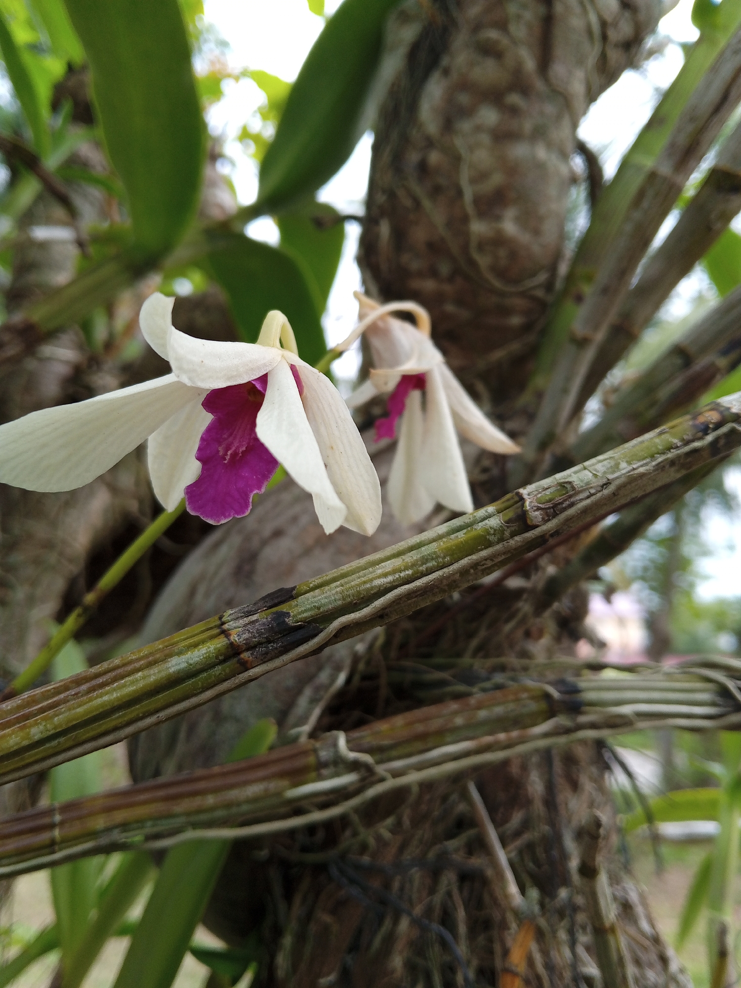 The image depicts two orchid flowers, likely Dendrobium species, with white petals and purple centers. They are growing on a tree in Palohigeuh, Indonesia. The tree trunk is visible, as are the stem-like branches of the orchid plant. The background includes green leaves and indistinct foliage. The focus is on the foreground flowers and branches, while the background is slightly blurred.