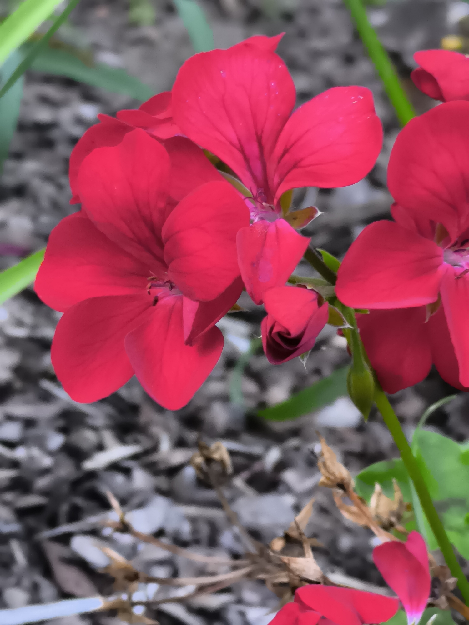 The image displays a close-up view of several vibrant red flowers, possibly geraniums, in an outdoor setting. The flowers are in various stages of bloom, with some fully open and others still in bud. The petals are delicate and feature subtle veins. Green stems and leaves are visible, intertwined with the flowers. The background is softly blurred, revealing a textured ground cover of gray and brown organic material, possibly mulch or fallen leaves, and some dry, withered plant matter. A bright green stem, likely part of the same plant or a neighboring one, runs vertically through the right side of the frame. The lighting suggests it is daytime, with the flowers illuminated by natural light. The image does not depict any people or specific city landmarks in Žiaukos, Lithuania. The scene is focused solely on the natural beauty of the flowers and their immediate environment.
